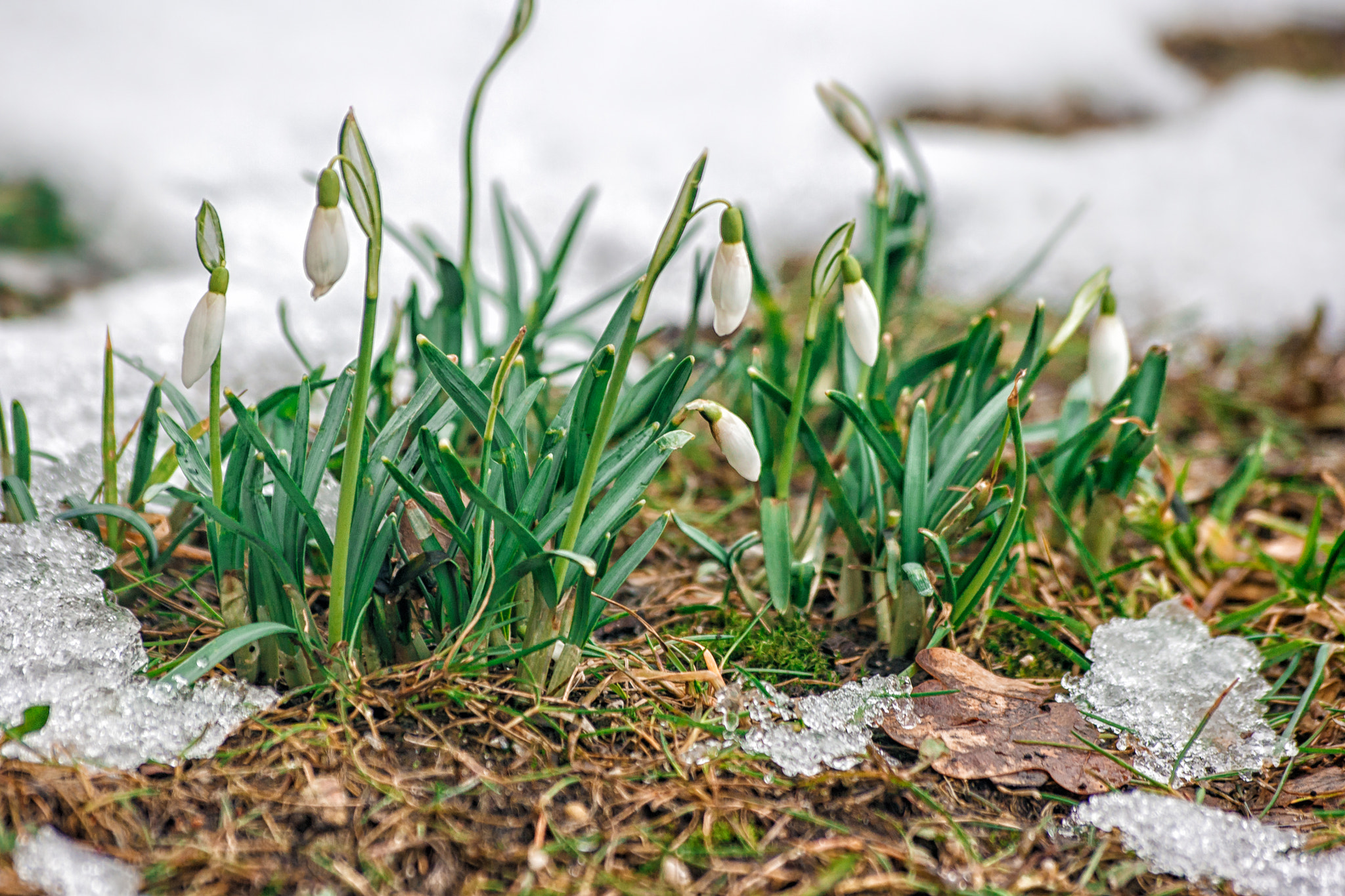 Canon EOS 400D (EOS Digital Rebel XTi / EOS Kiss Digital X) sample photo. Blooming snowdrops in the spring photography