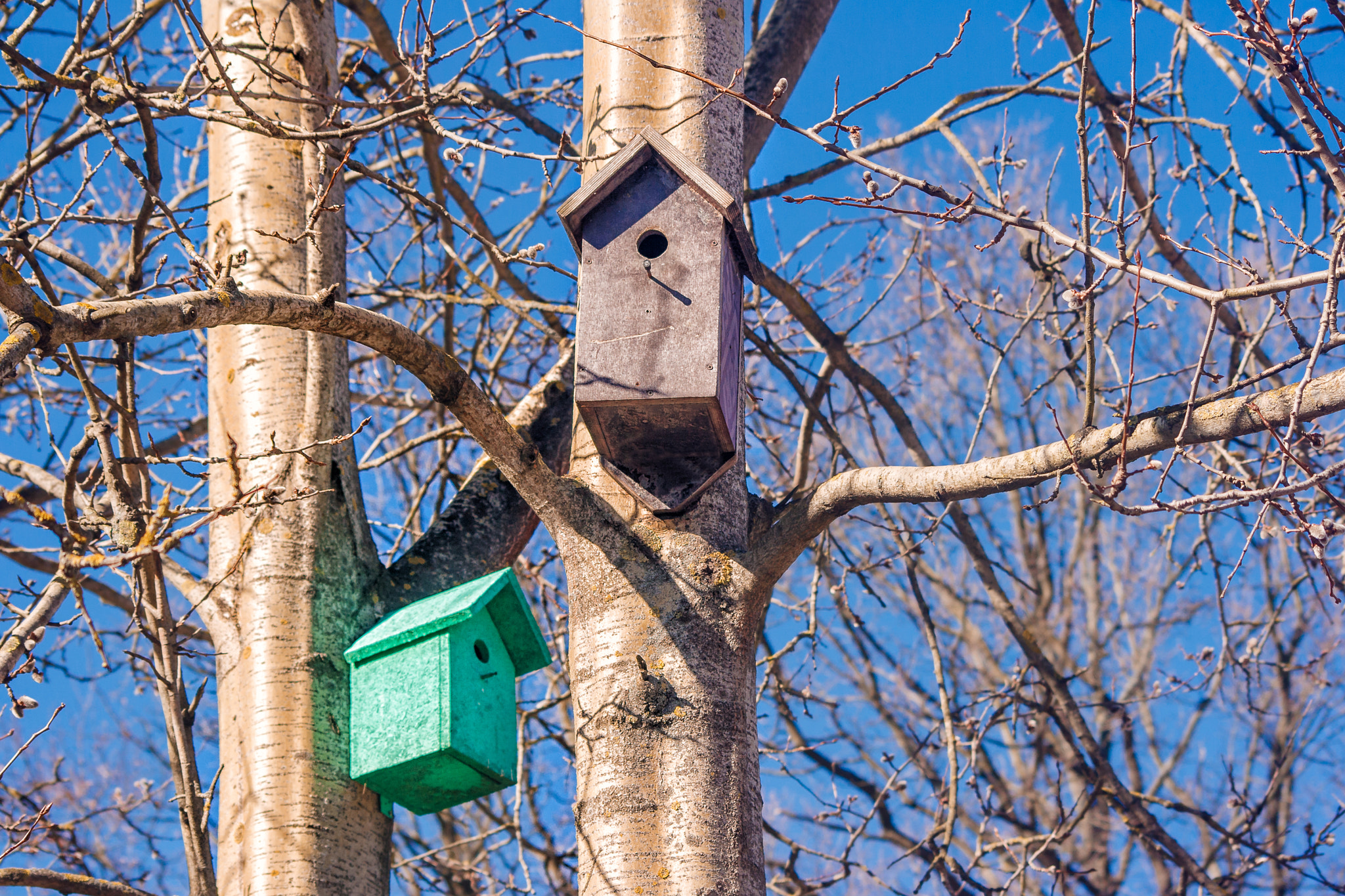 Canon EOS 400D (EOS Digital Rebel XTi / EOS Kiss Digital X) sample photo. Two wooden birdhouses on a tree in the spring photography