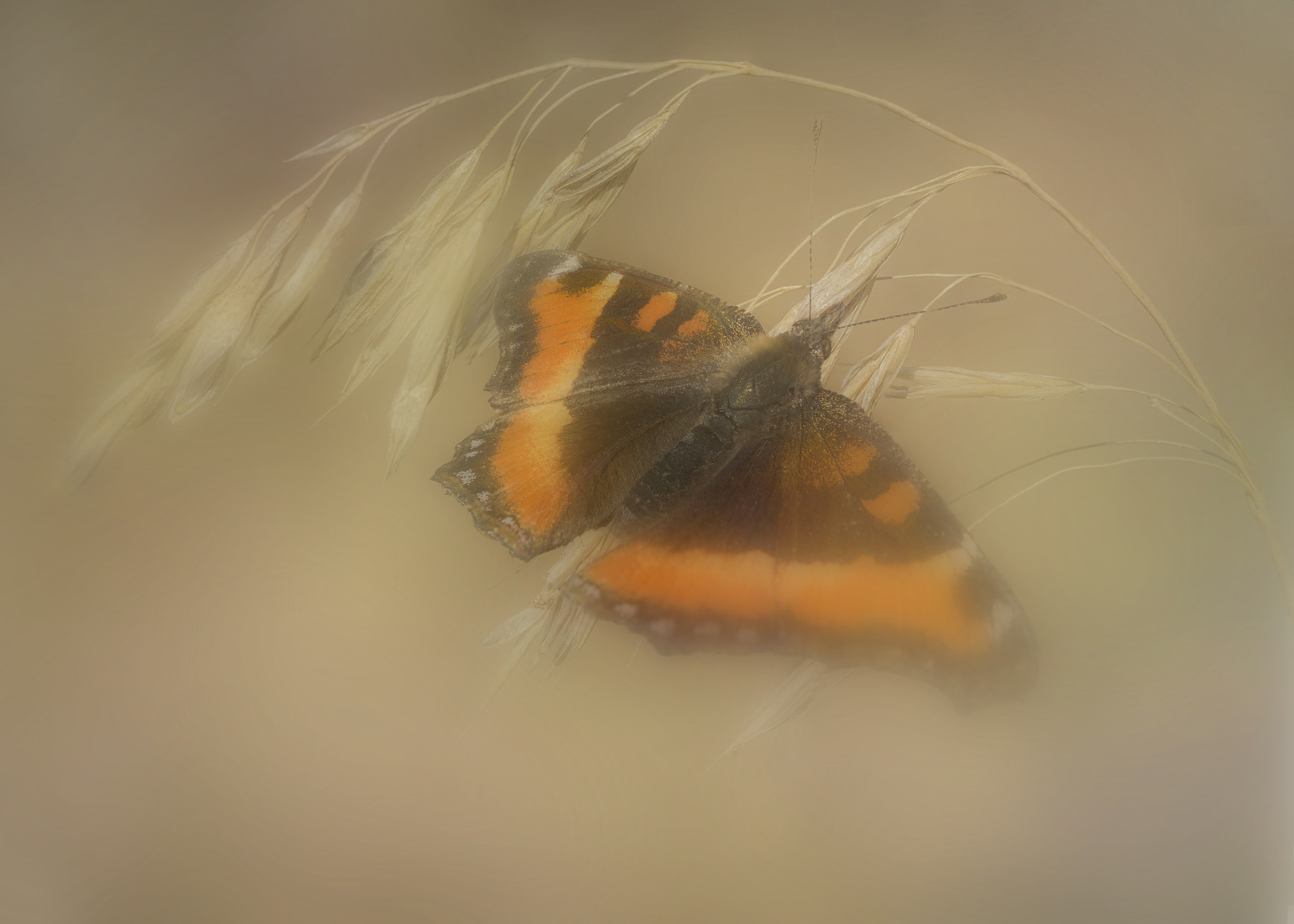 Nikon AF-S DX Micro-Nikkor 85mm F3.5G ED VR sample photo. Butterfly dream photography