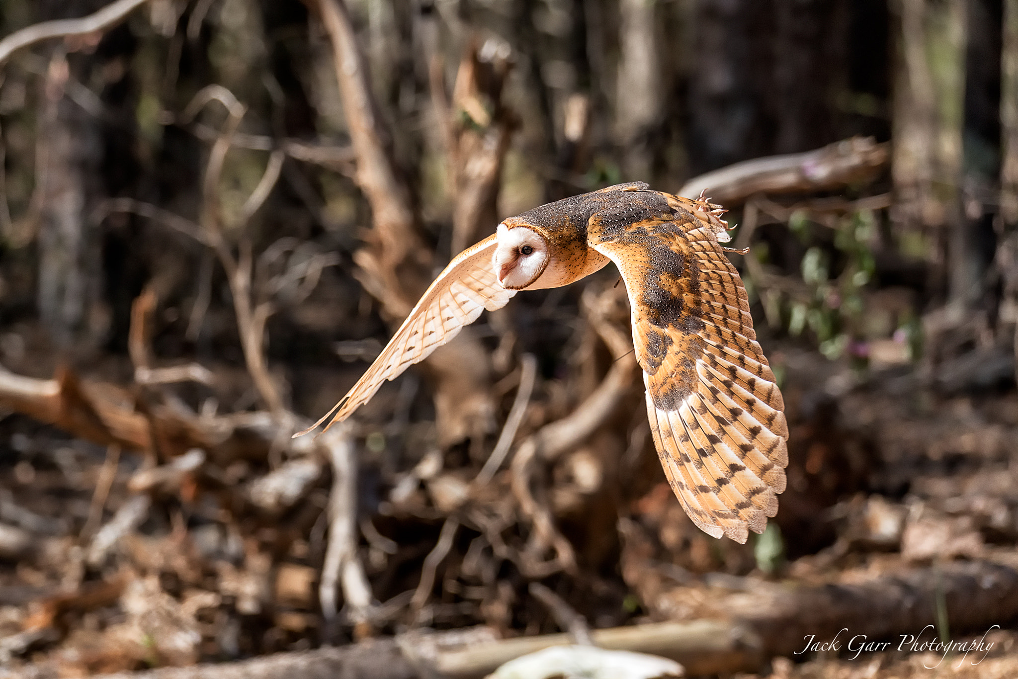 150-600mm F5-6.3 DG OS HSM | Sports 014 sample photo. Barn owl in flight photography