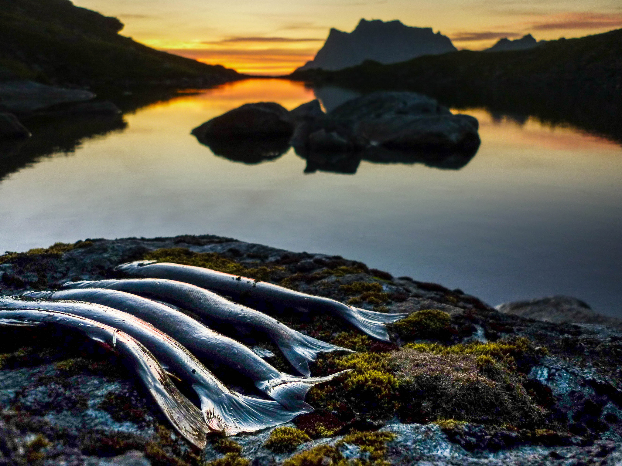 Panasonic DMC-FS42 sample photo. Sunset trout in lofoten photography