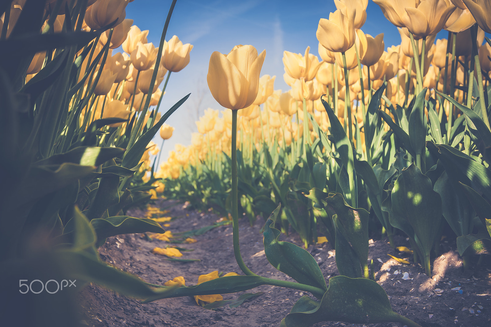 Sony Vario-Sonnar T* 16-35mm F2.8 ZA SSM sample photo. Tulips in spring sun. tulip in the field photography