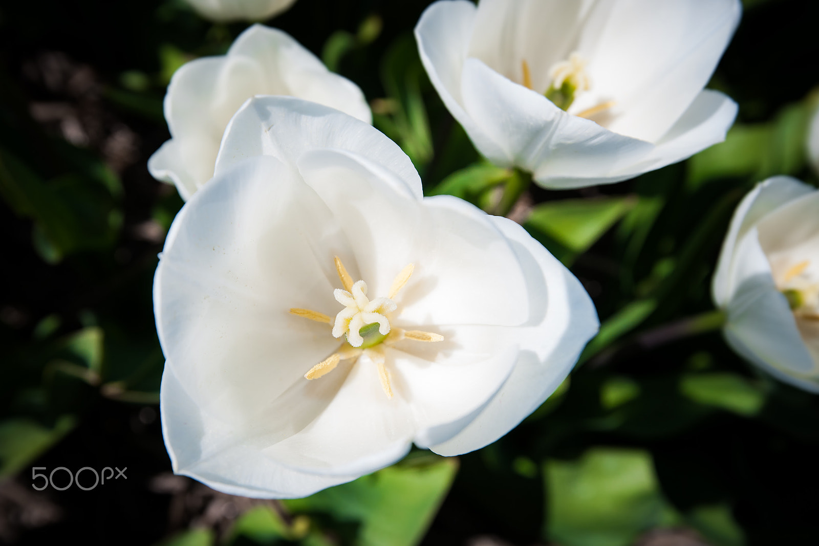 Sony Alpha DSLR-A900 + Sony Vario-Sonnar T* 16-35mm F2.8 ZA SSM sample photo. White tulip field in holland photography