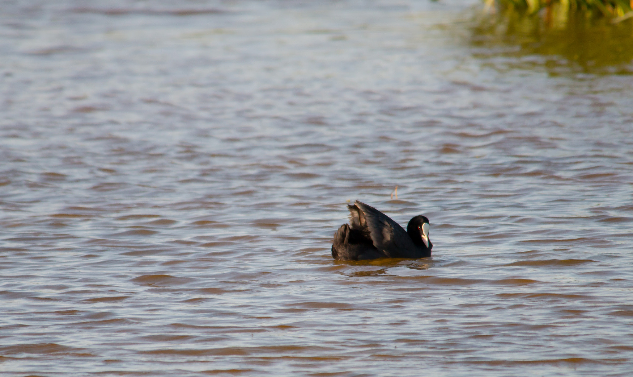 Sigma 150-500mm F5-6.3 DG OS HSM sample photo. Spring, time to look for a partner photography