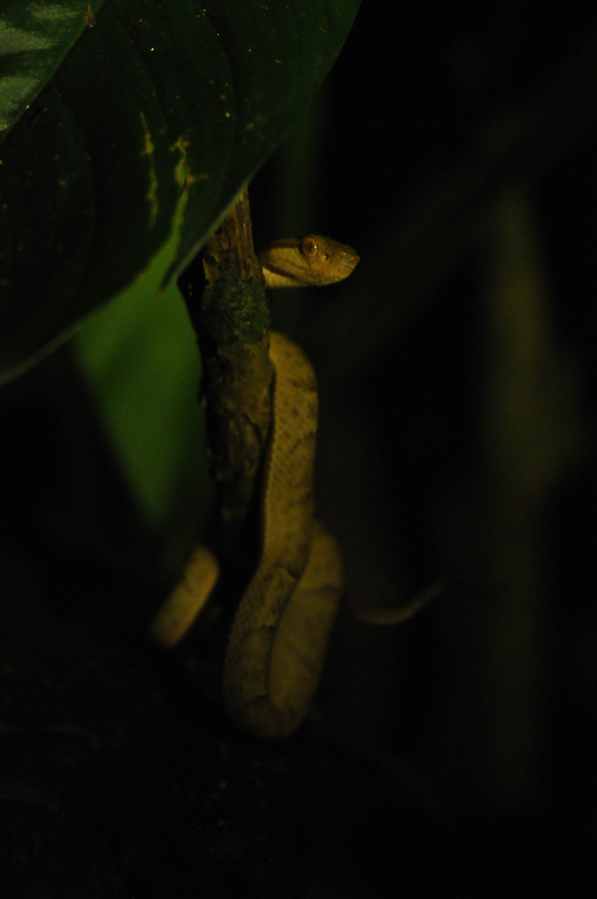 Nikon D300S + Nikon AF-S Nikkor 300mm F4D ED-IF sample photo. Snake photography