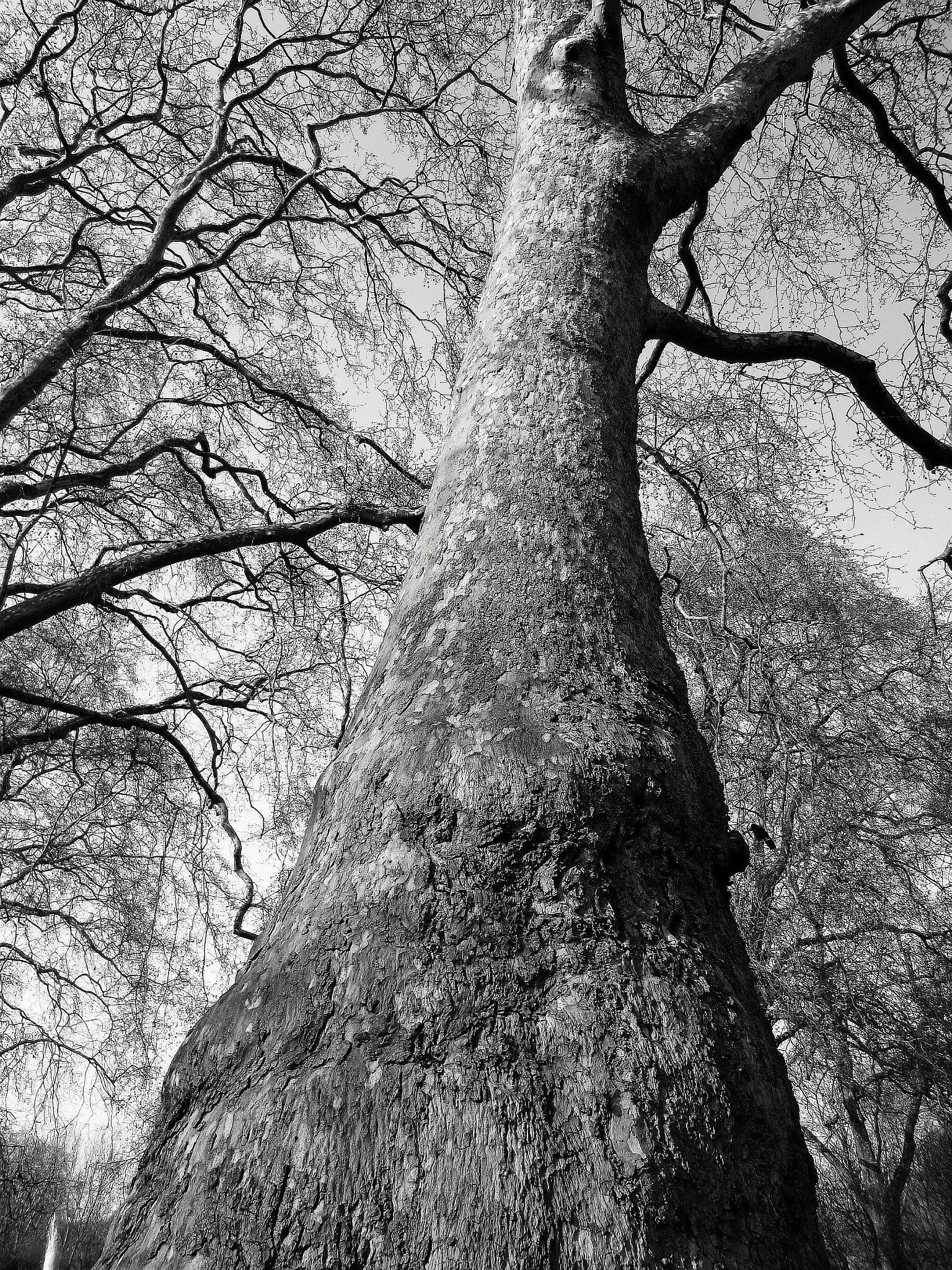 Canon PowerShot ELPH 300 HS (IXUS 220 HS / IXY 410F) sample photo. Trunk and branches photography