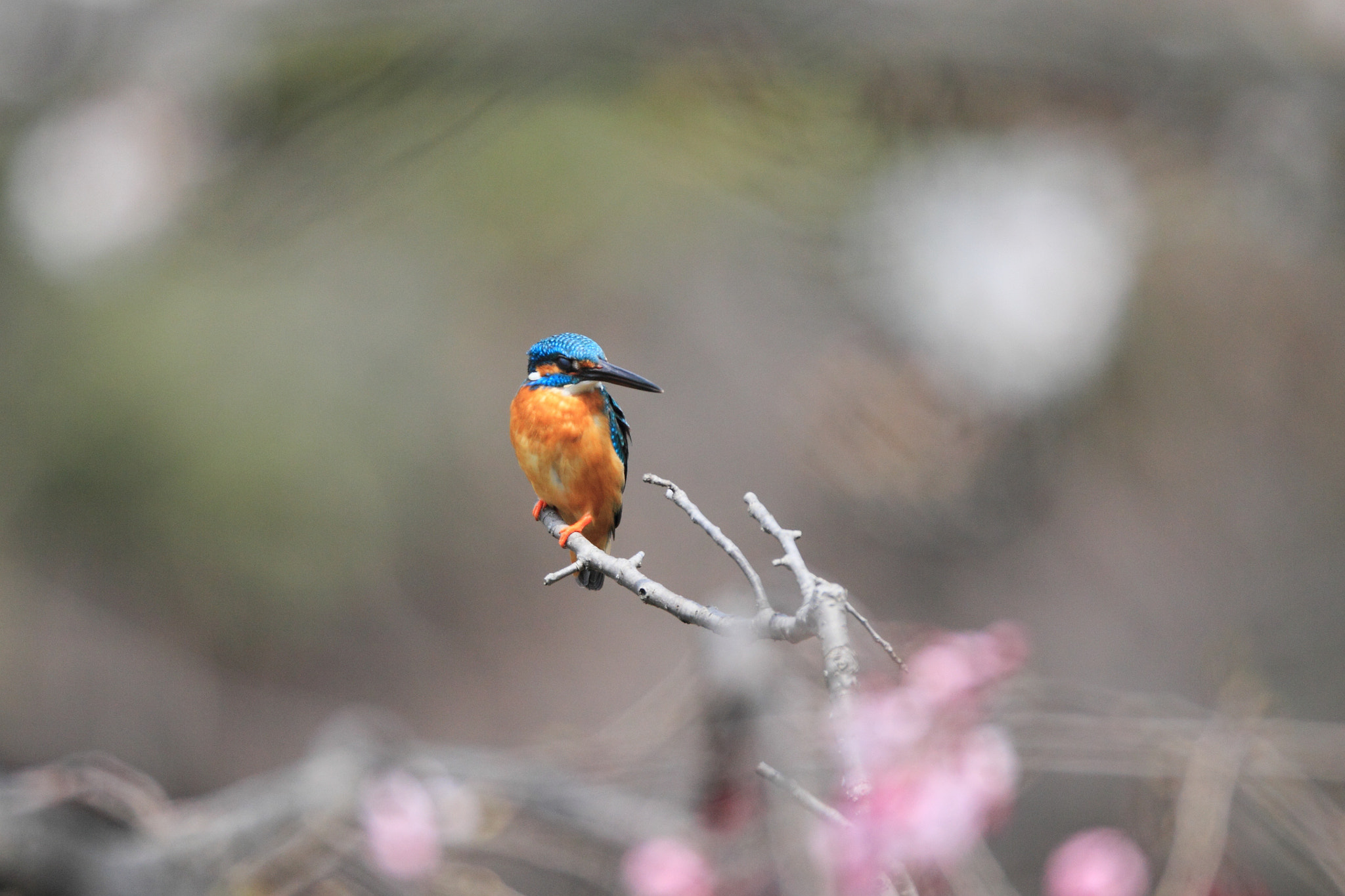 Canon EOS-1D Mark IV + Canon EF 800mm F5.6L IS USM sample photo. カワセミ kingfisher  photography