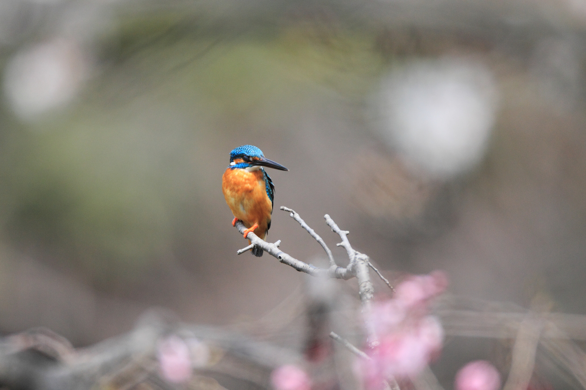 Canon EF 800mm F5.6L IS USM sample photo. カワセミ kingfisher  photography