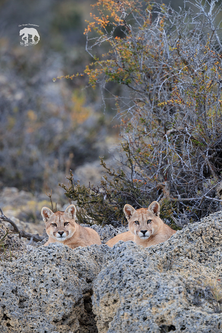 Canon EOS-1D X Mark II + Canon EF 500mm F4L IS II USM sample photo. Sarmiento siblings photography