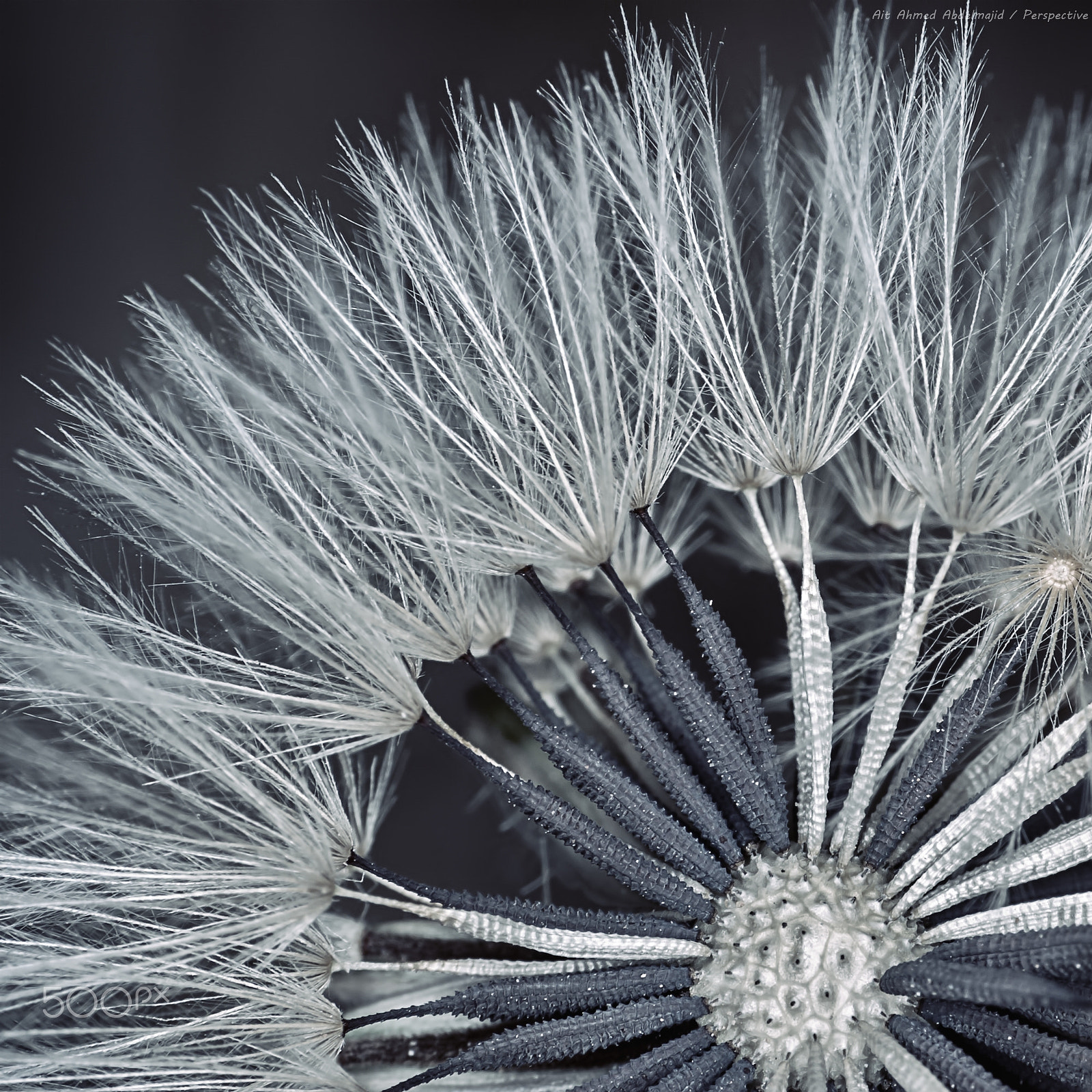 Nikon D200 sample photo. Fragile...!! photography