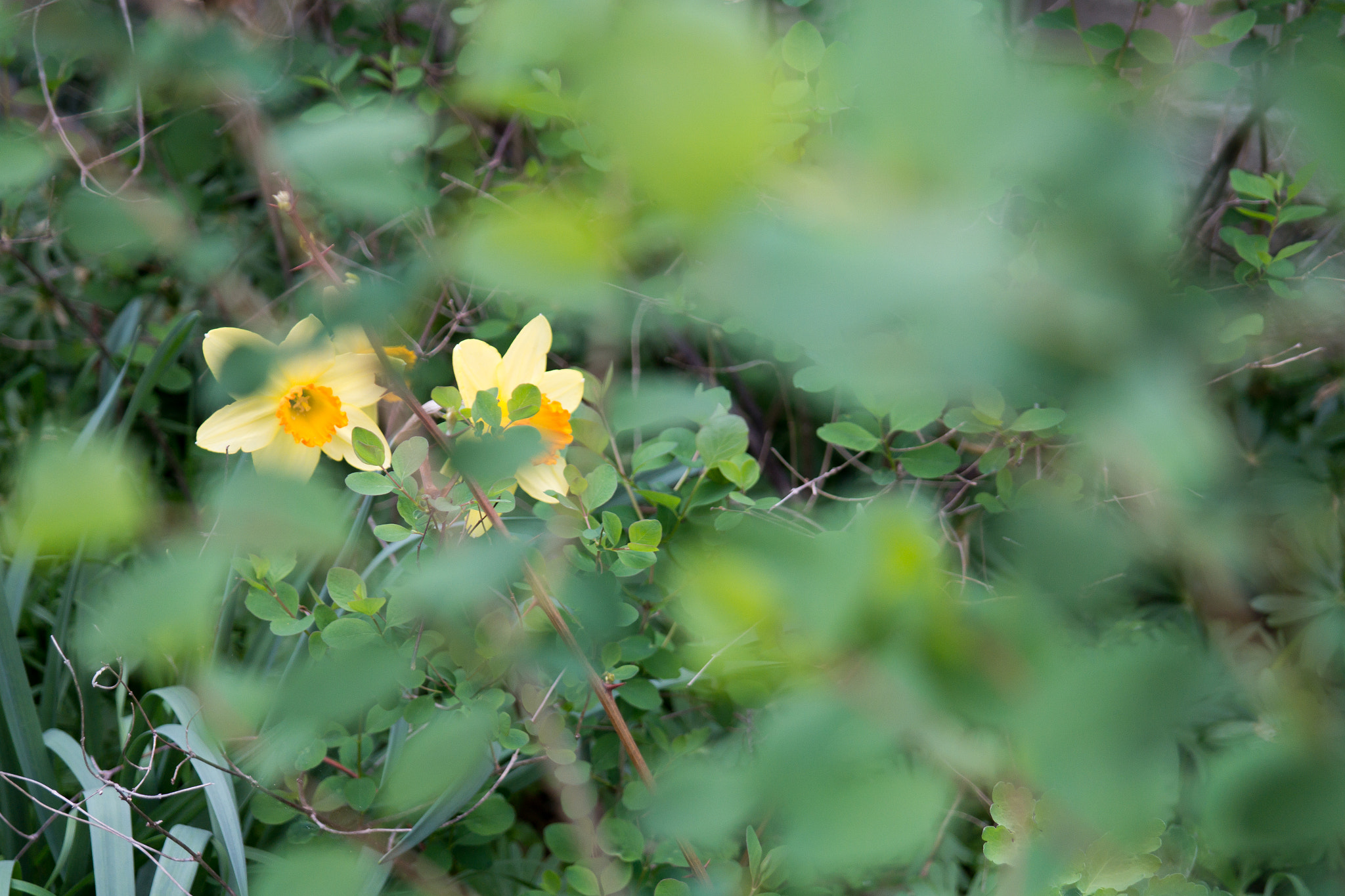 Samsung NX300 + Samsung NX 18-55mm F3.5-5.6 OIS sample photo. Between the leafs photography