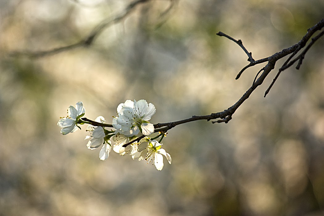 Canon EF-S 55-250mm F4-5.6 IS sample photo. Spring photography