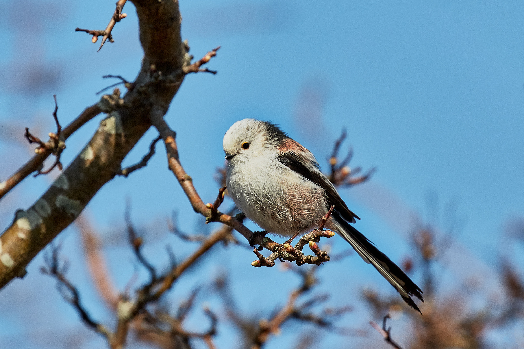 Canon EOS 5DS R + Canon EF 100-400mm F4.5-5.6L IS II USM sample photo. Long-tailed tit photography