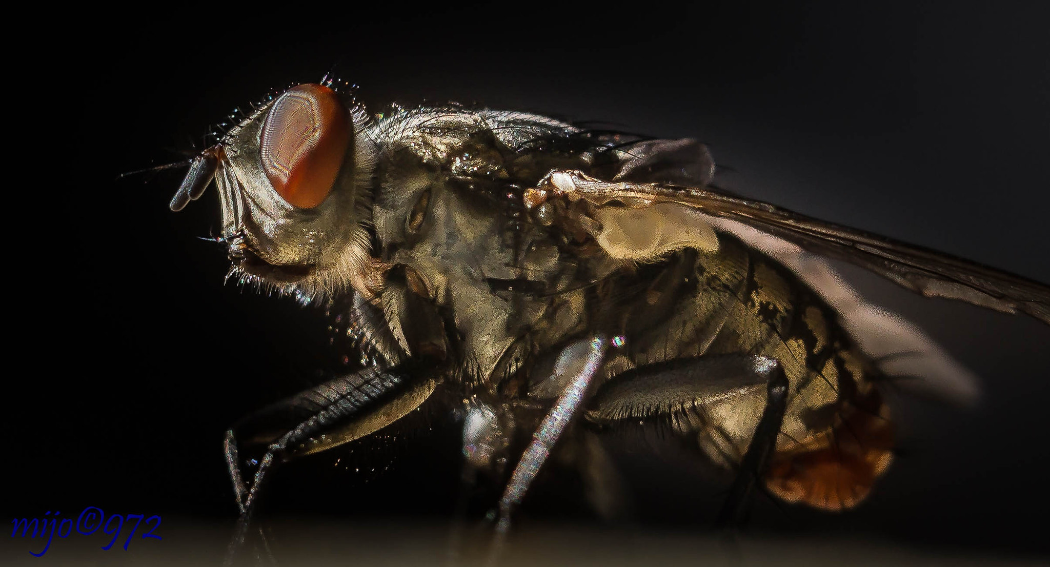 Canon EOS 7D + Canon EF 70-200mm F4L USM sample photo. The fly  photography