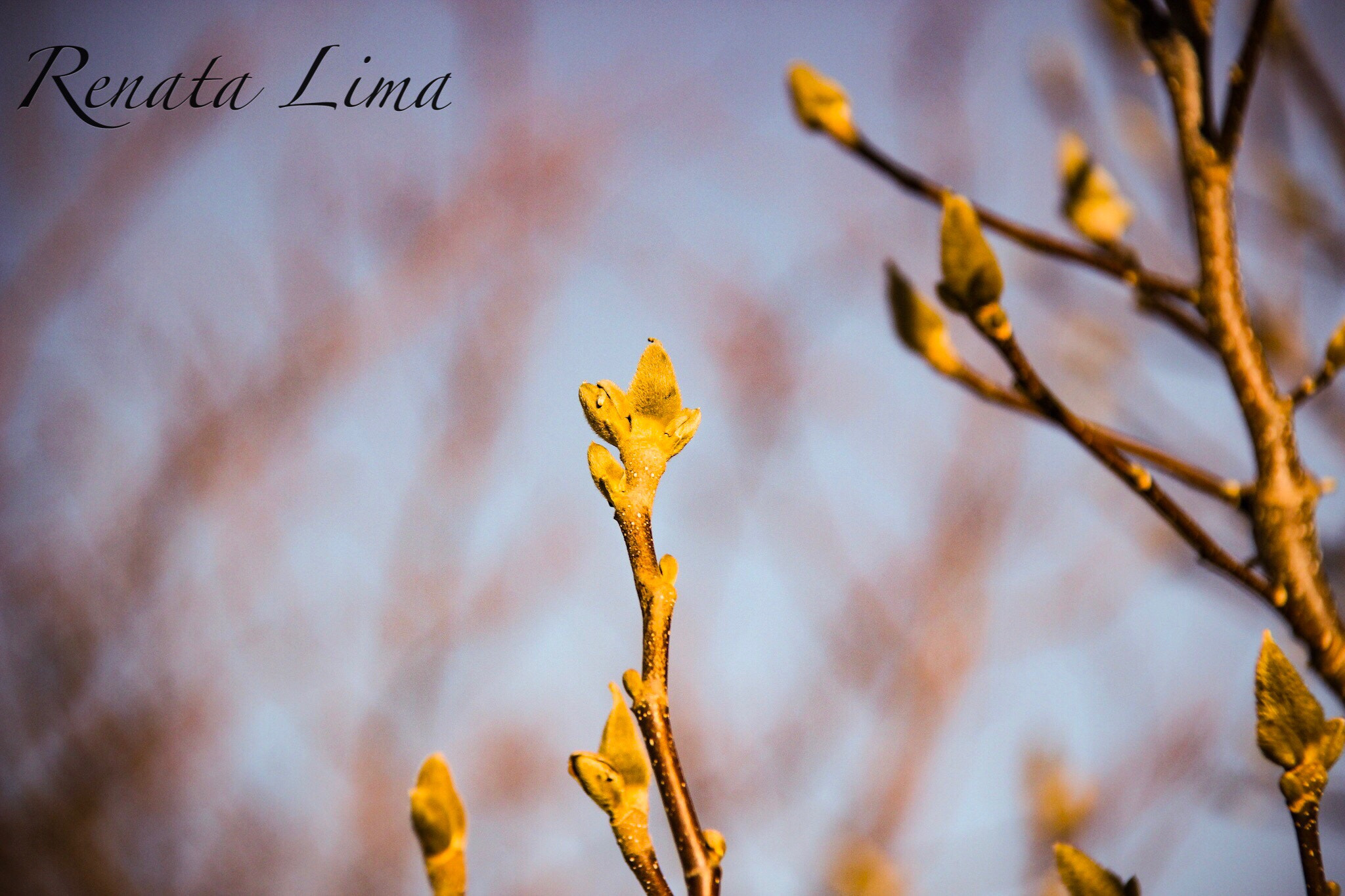 Canon EF-S 18-200mm F3.5-5.6 IS sample photo. Plants growing in spring photography