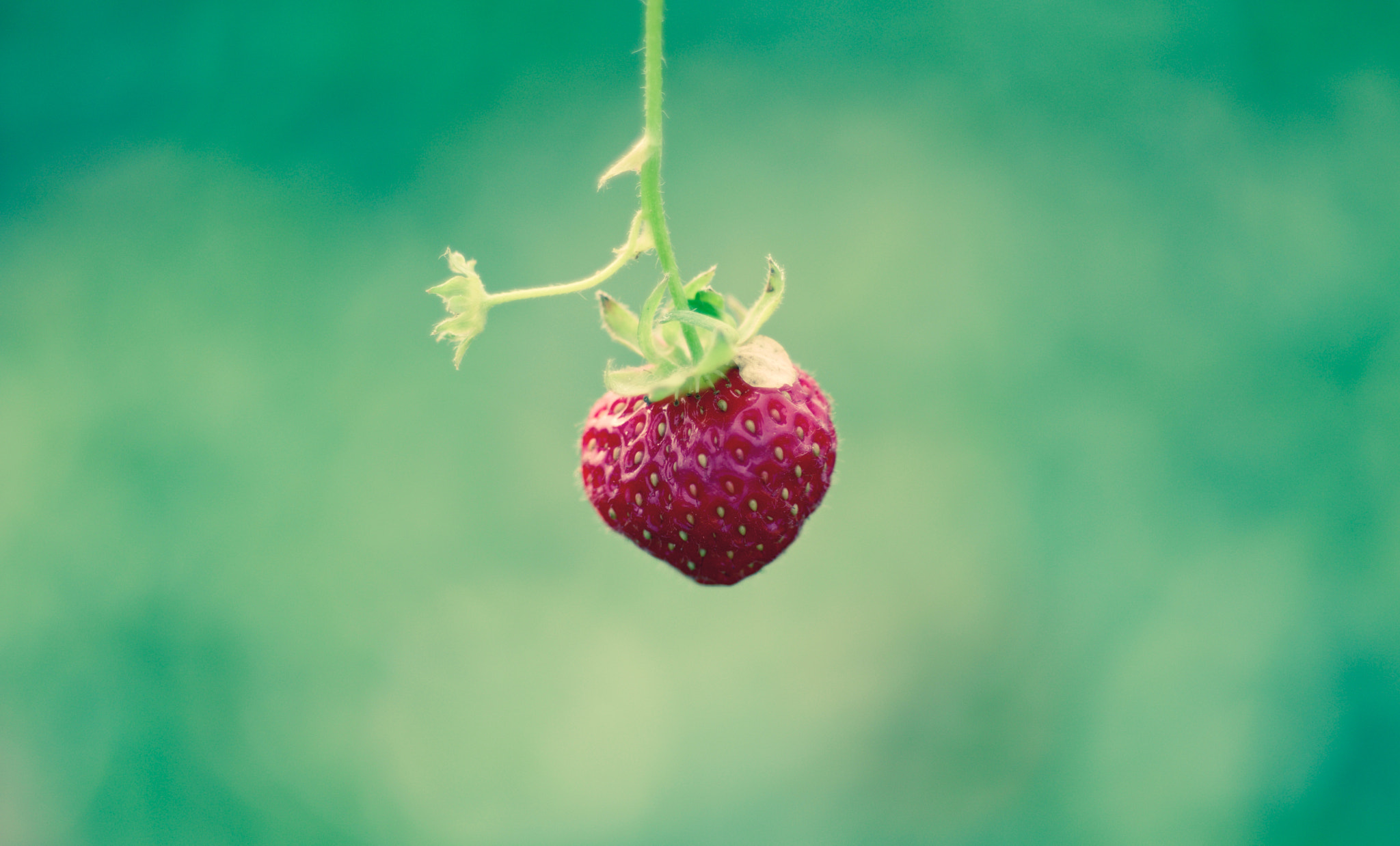 Pentax K-3 II + Pentax smc DA* 55mm F1.4 SDM sample photo. A gift from the sun photography