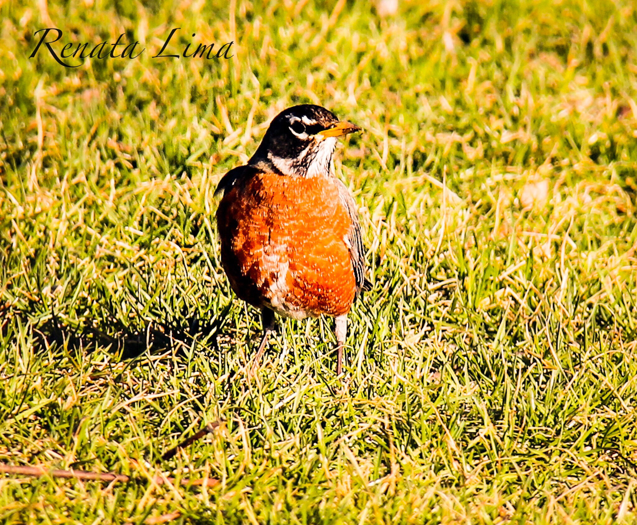 Canon EF-S 18-200mm F3.5-5.6 IS sample photo. Robin bird photography