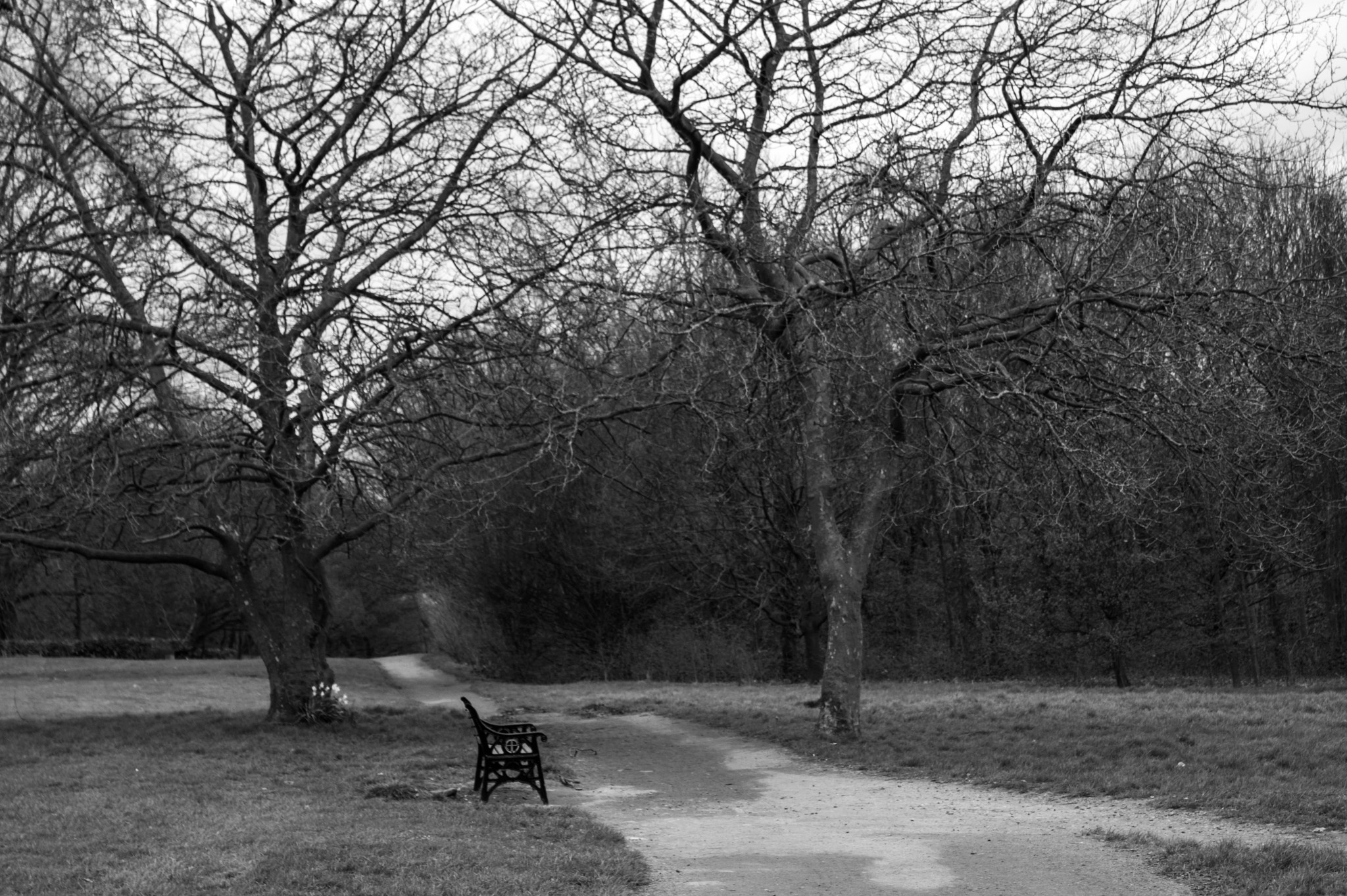 Canon EOS 450D (EOS Rebel XSi / EOS Kiss X2) sample photo. A path photography
