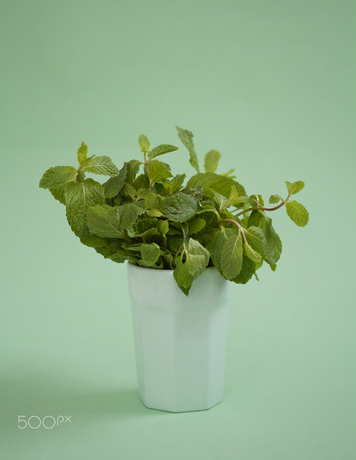 Canon EF-S 60mm F2.8 Macro USM sample photo. Mint in a cup photography