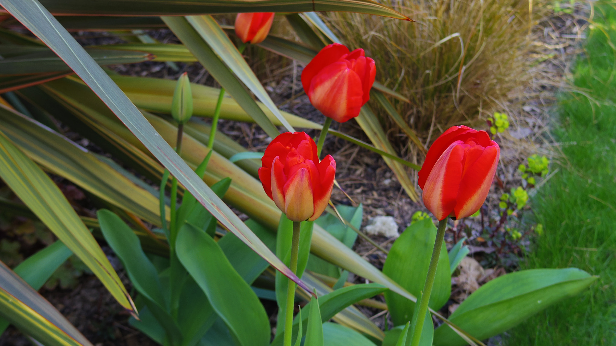 Pentax 01 Standard Prime sample photo. Tulips photography