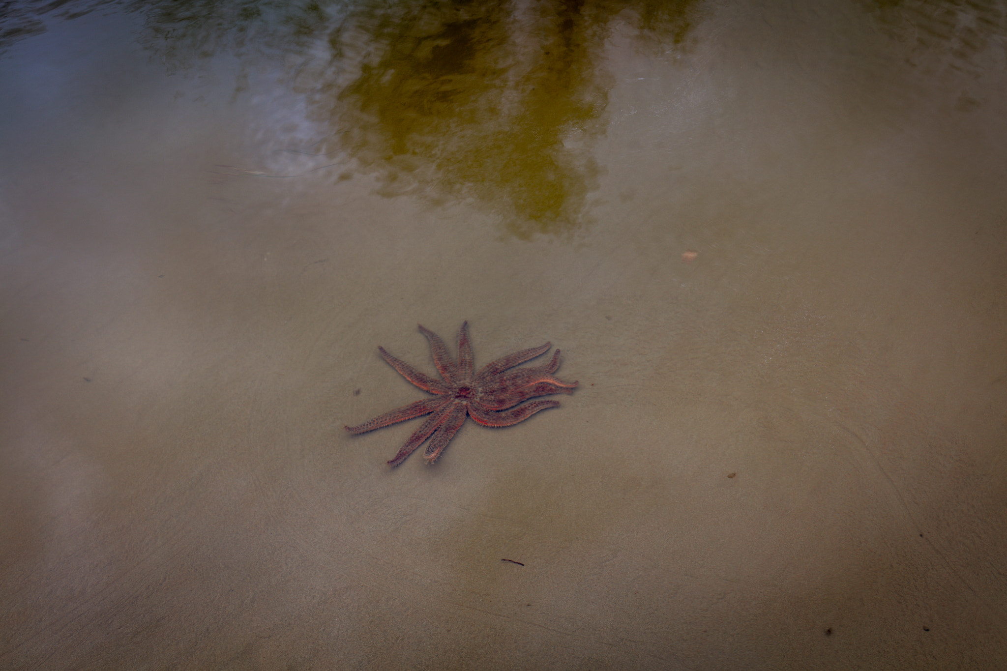 Canon EF 16-35mm F4L IS USM sample photo. Star fish photography