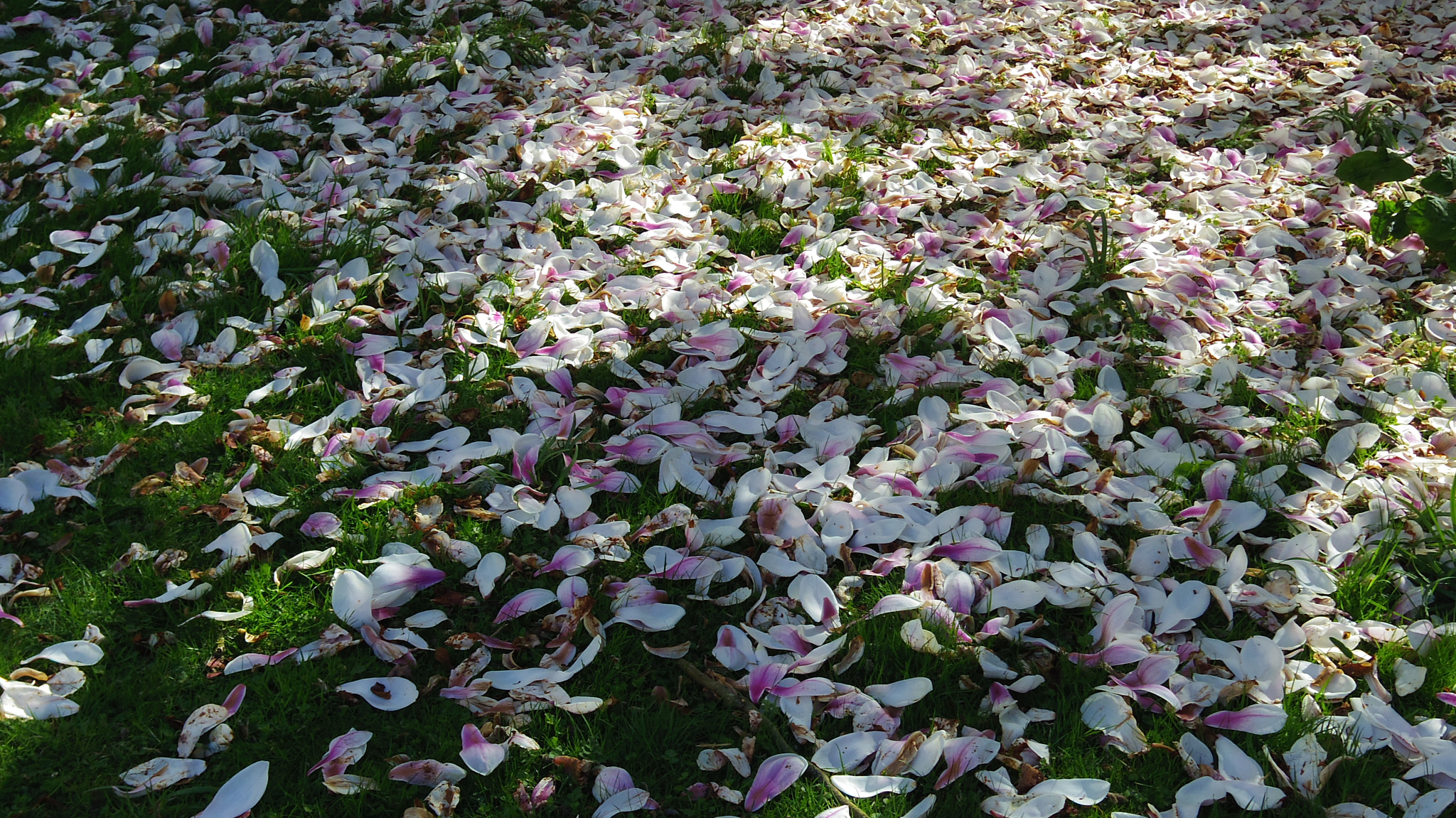 Pentax Q10 + Pentax 01 Standard Prime sample photo. Petals photography