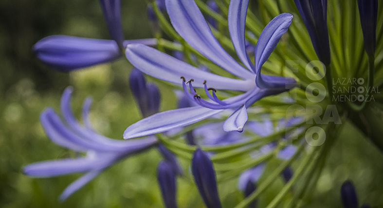 Nikon 1 S1 sample photo. De las flores de morelos photography