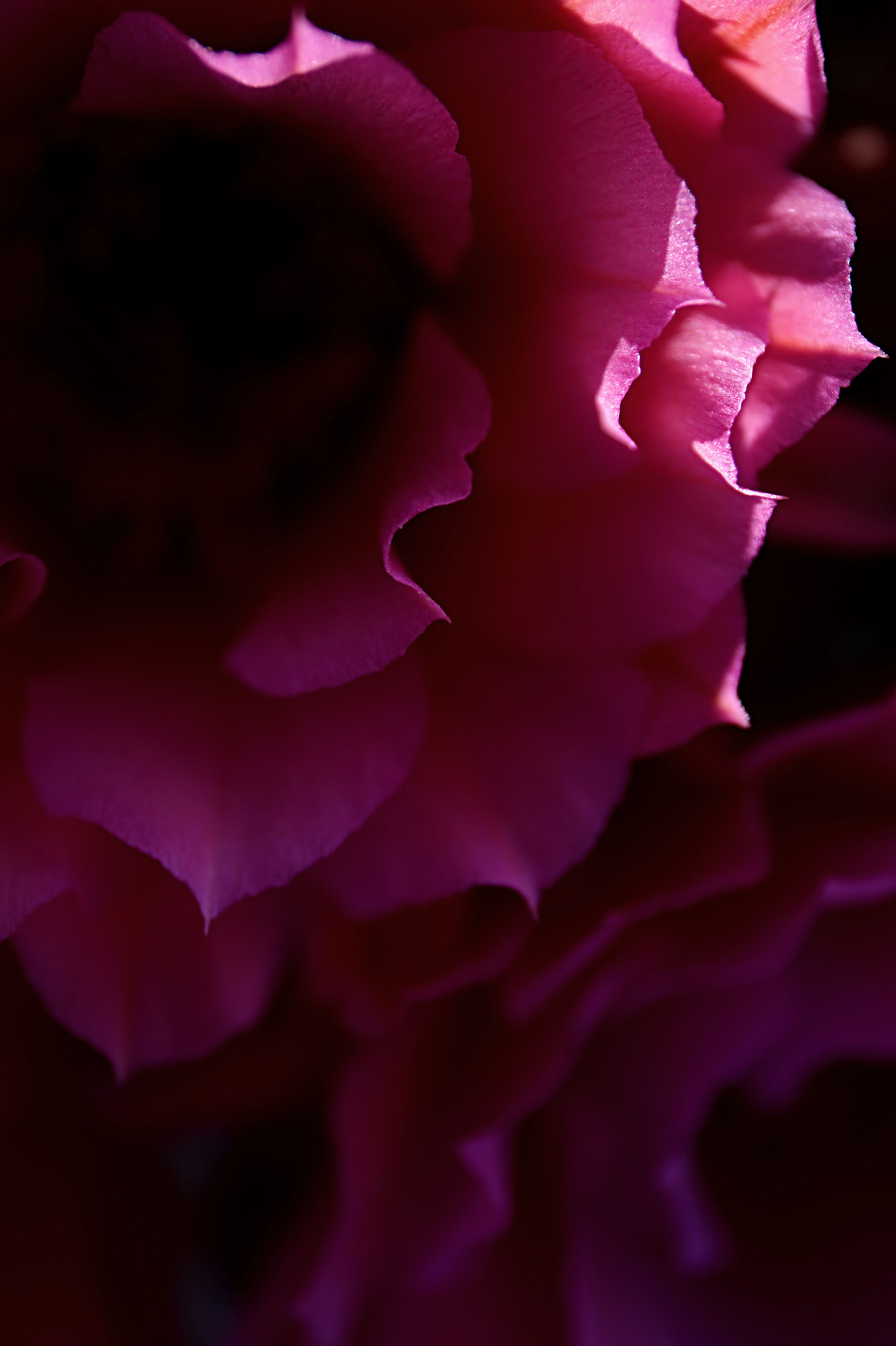 Canon EF 24-70mm F4L IS USM sample photo. Shadow photography