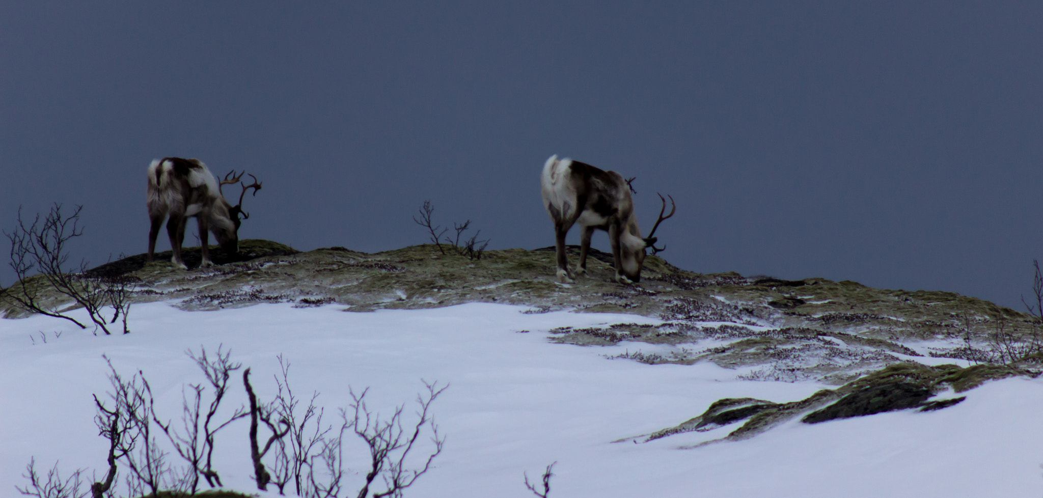 Canon EOS 600D (Rebel EOS T3i / EOS Kiss X5) sample photo. Reindeer´s photography