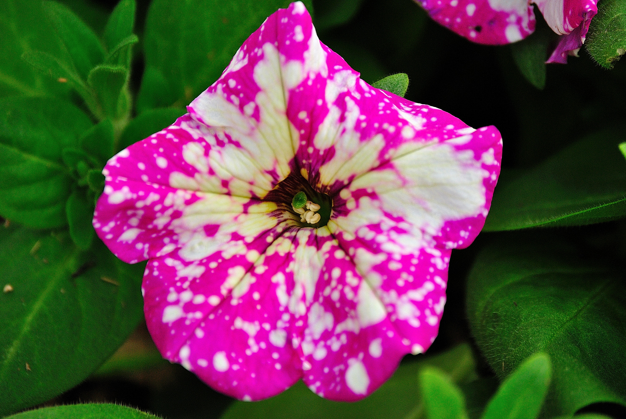 Nikon D3000 sample photo. Petunia photography