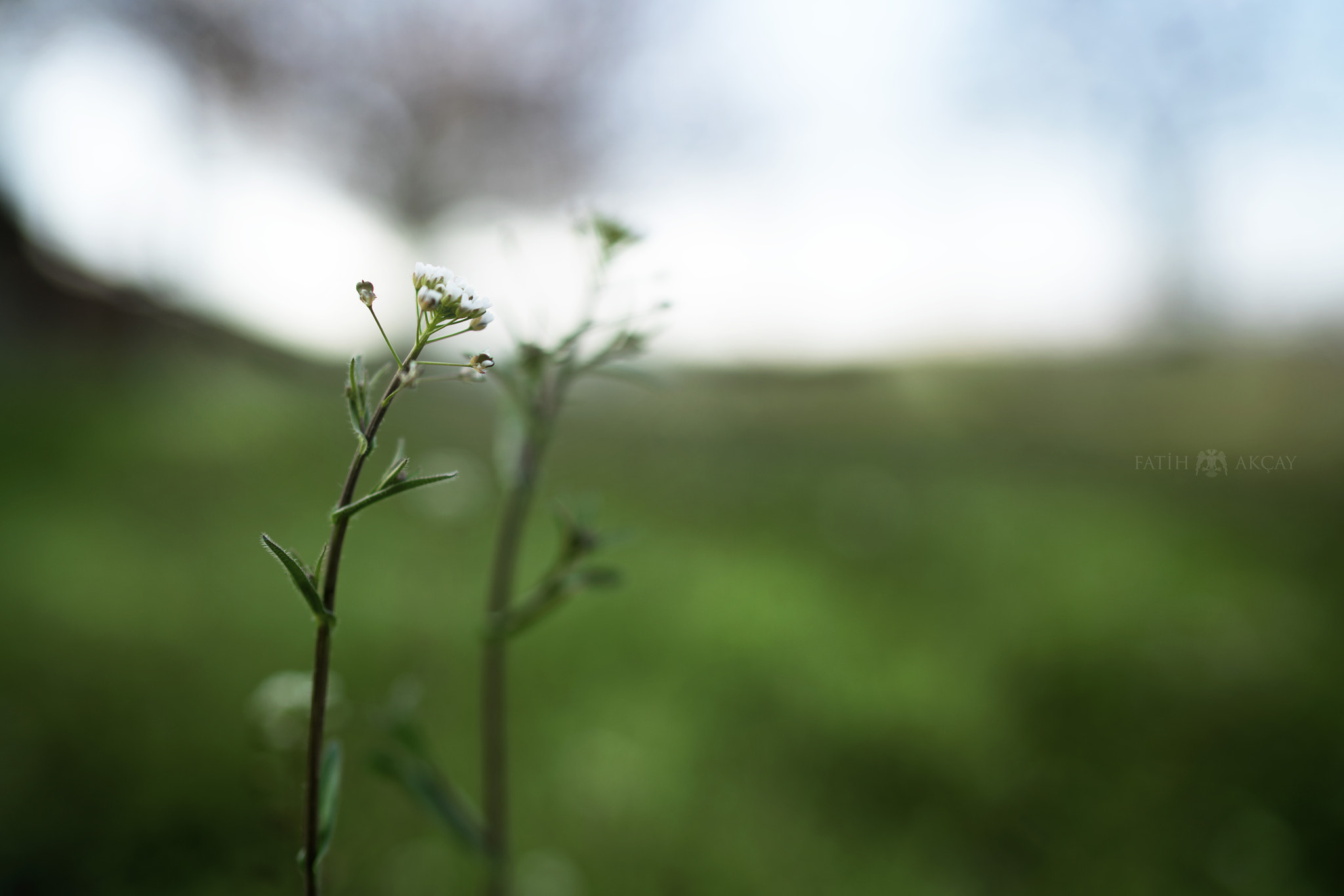 Sony a7R II + Sony Distagon T* FE 35mm F1.4 ZA sample photo. Dsc photography