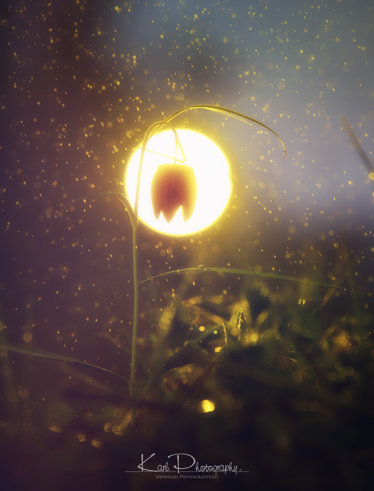 Tamron SP 70-200mm F2.8 Di VC USD sample photo. Fritillaria meleagris iii photography