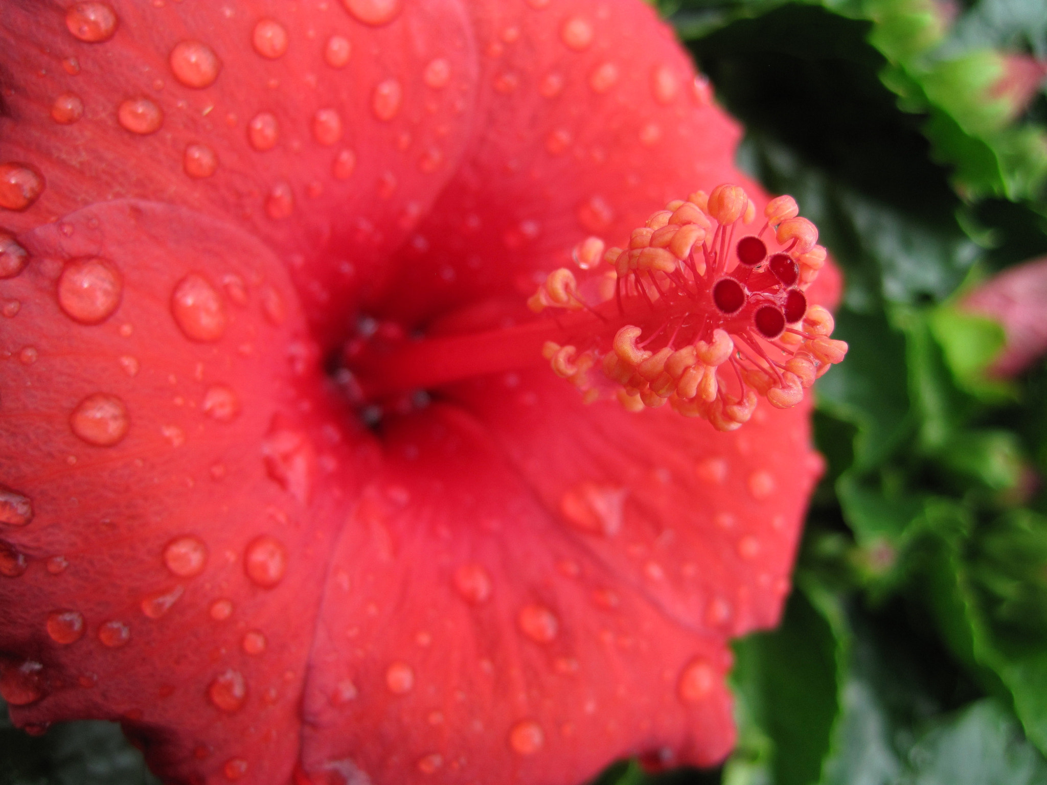 Canon PowerShot SD1200 IS (Digital IXUS 95 IS / IXY Digital 110 IS) sample photo. Wet pink flower photography