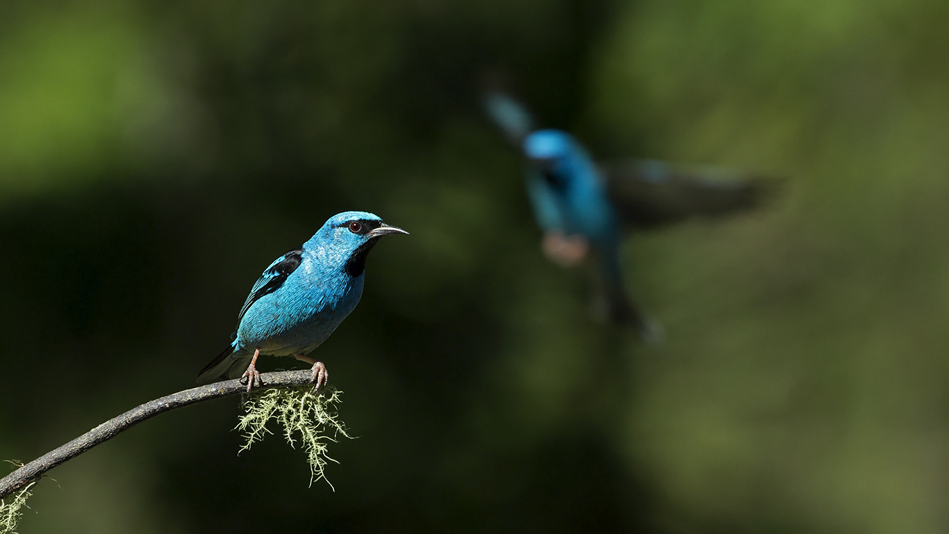 Canon EOS 60D + Canon EF 70-200mm F4L USM sample photo. Blue dacnis photography