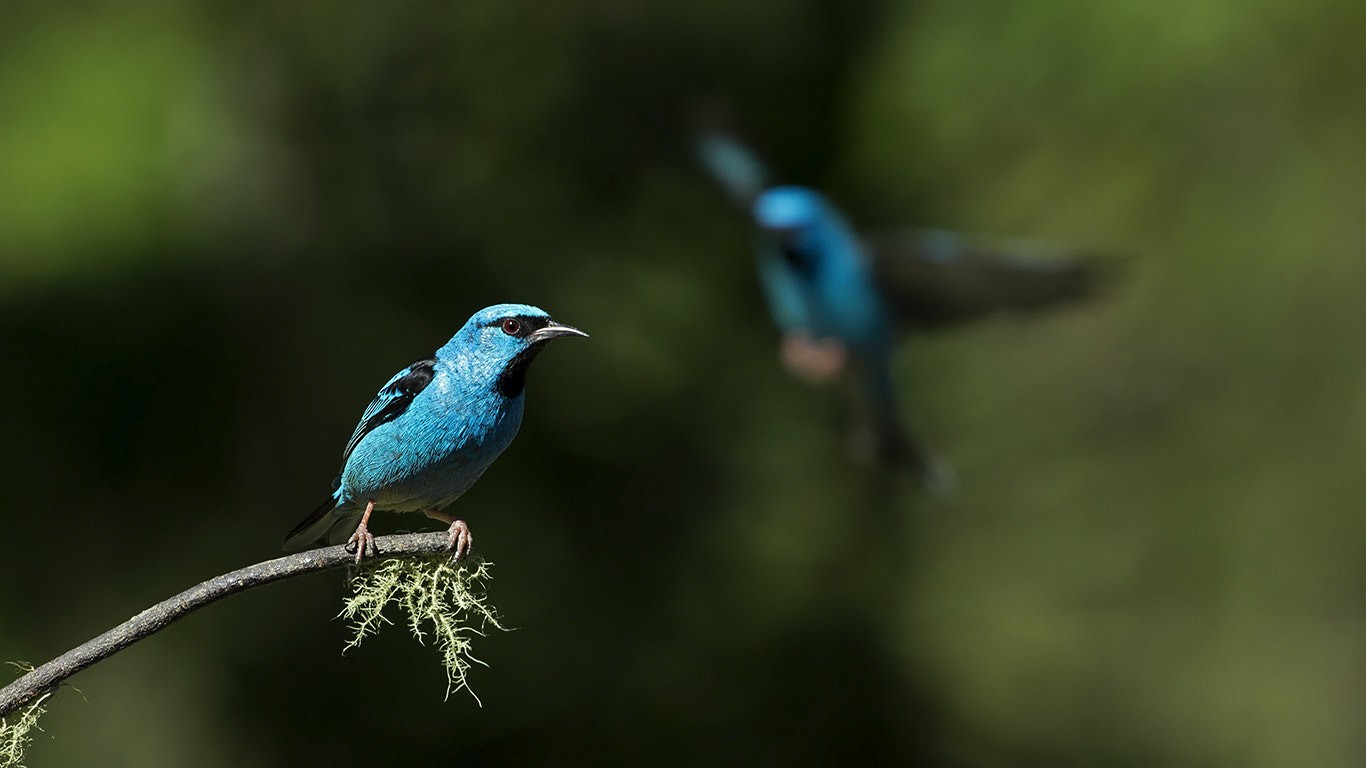 Canon EOS 60D sample photo. Blue dacnis photography