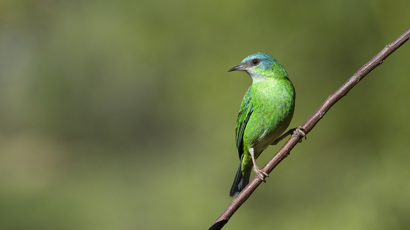 Canon EOS 60D + Canon EF 70-200mm F4L USM sample photo. Blue dacnis photography