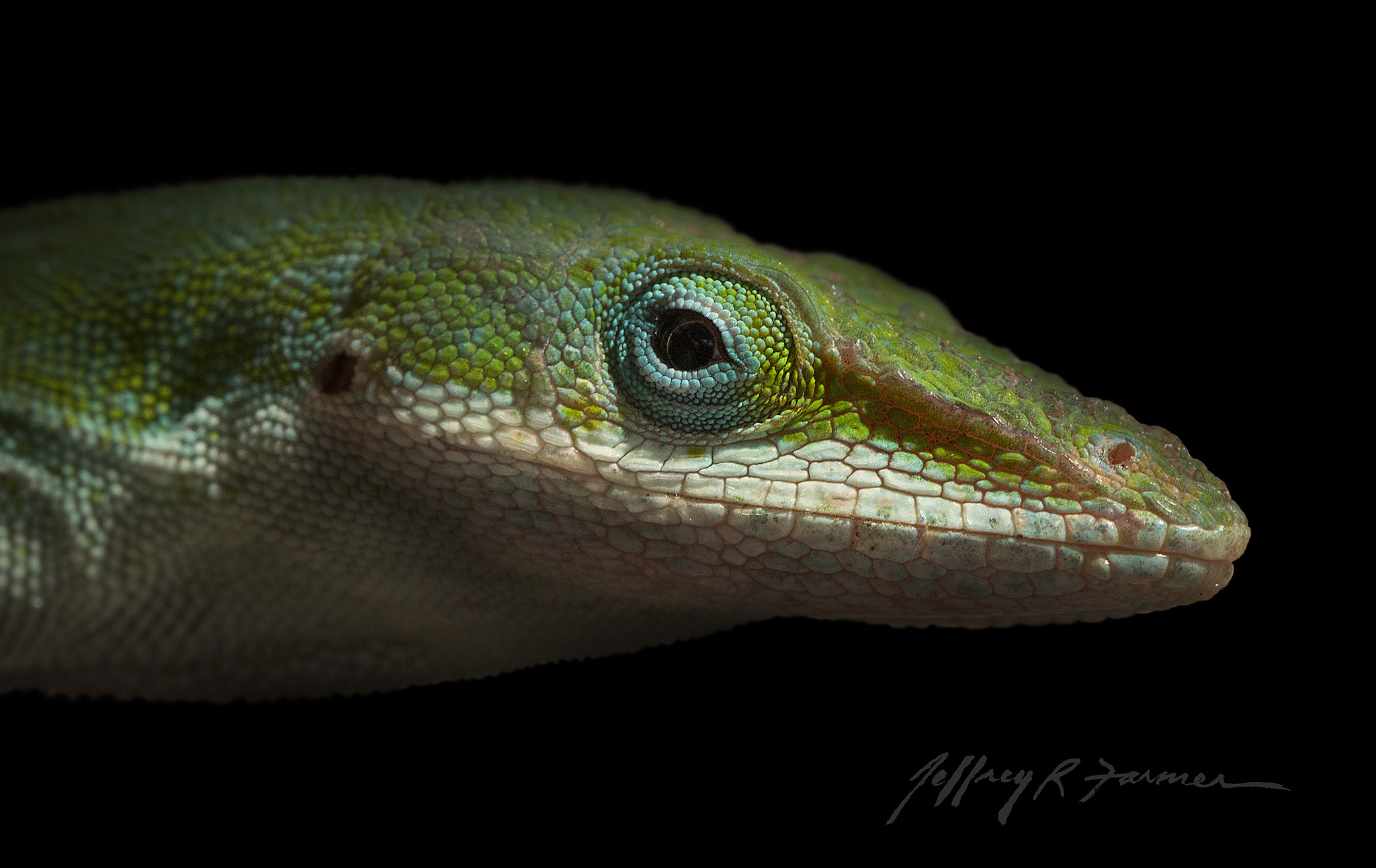 Canon EF 100mm F2.8L Macro IS USM sample photo. Green anole portrait photography