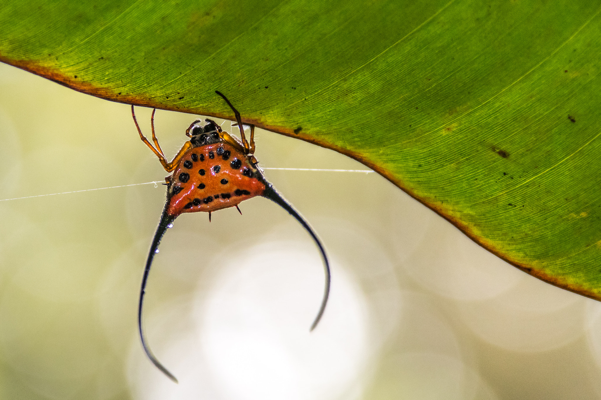 Canon EOS 7D Mark II sample photo. Macracantha arcuata (弓長棘蛛) photography