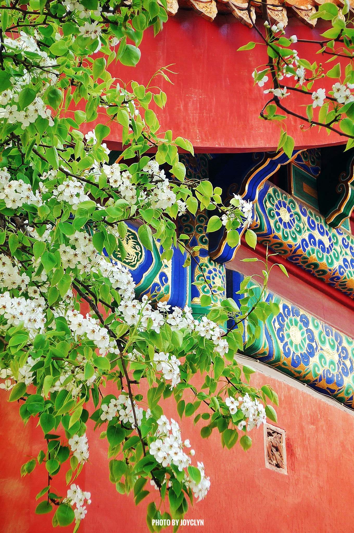 Leica C (Typ 112) sample photo. Pear blossom of the forbidden city photography