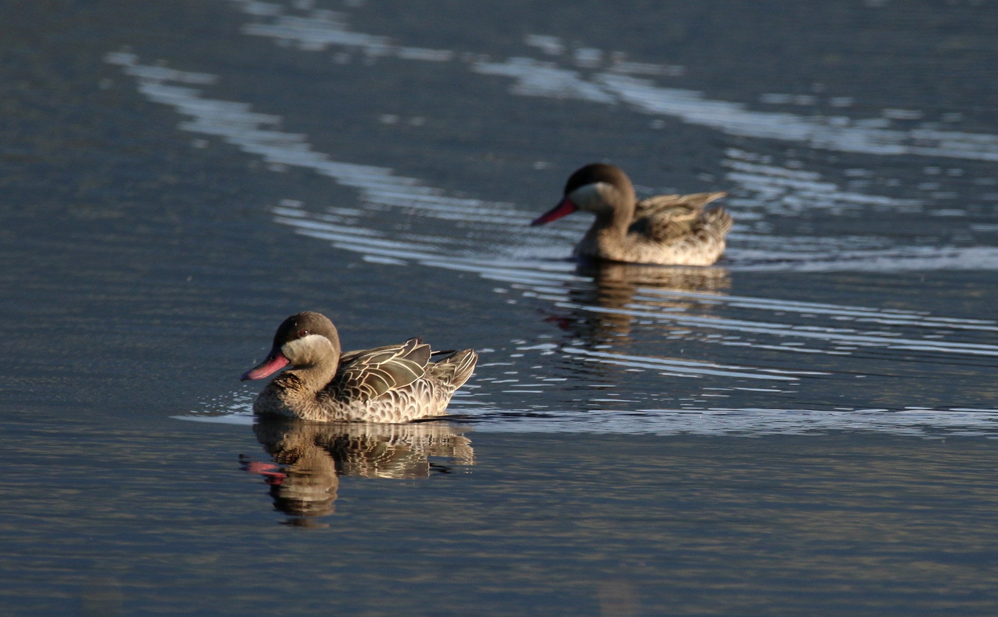 150-600mm F5-6.3 DG OS HSM | Contemporary 015 sample photo. Pretty ducks photography