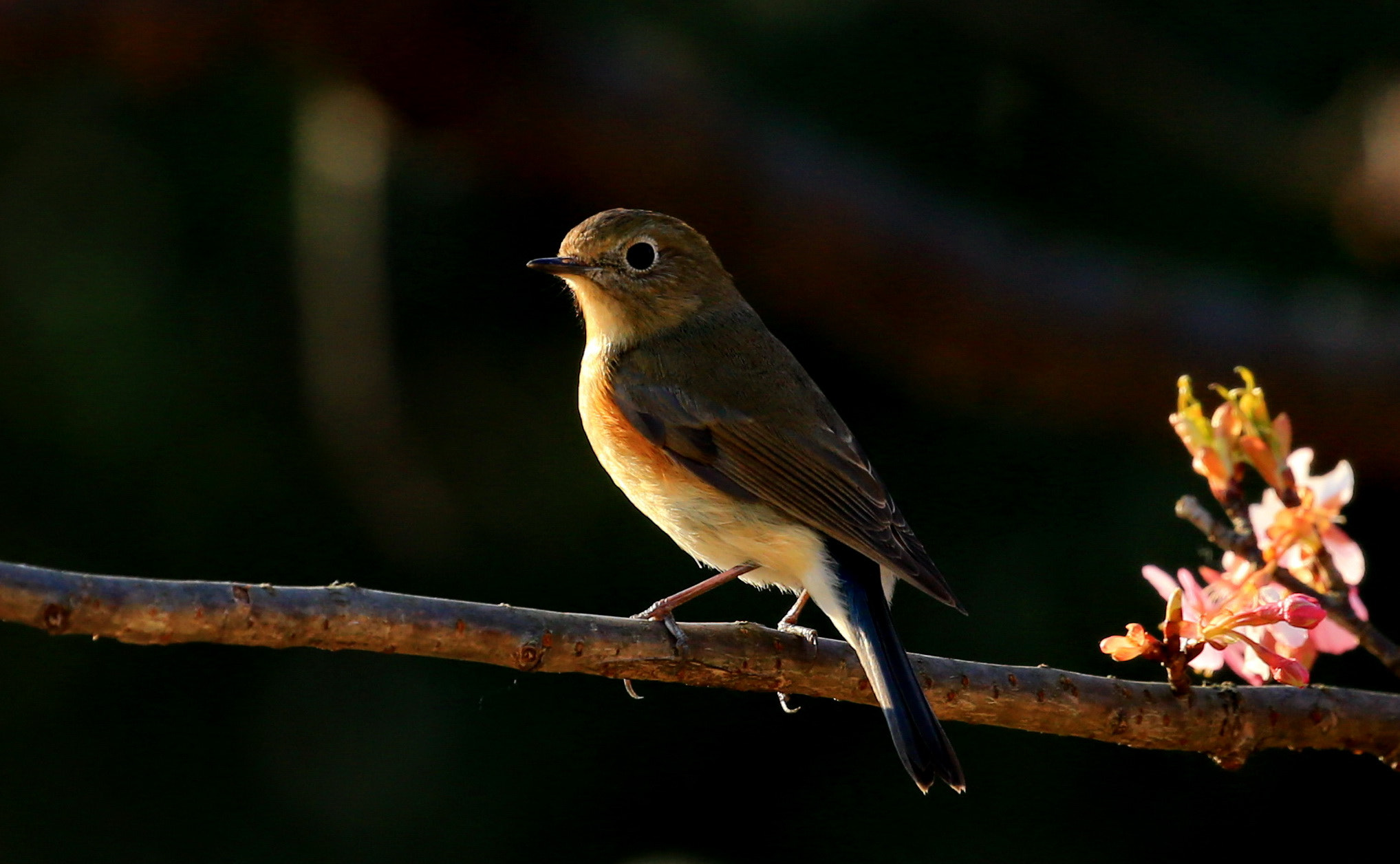 Canon EOS-1D X sample photo