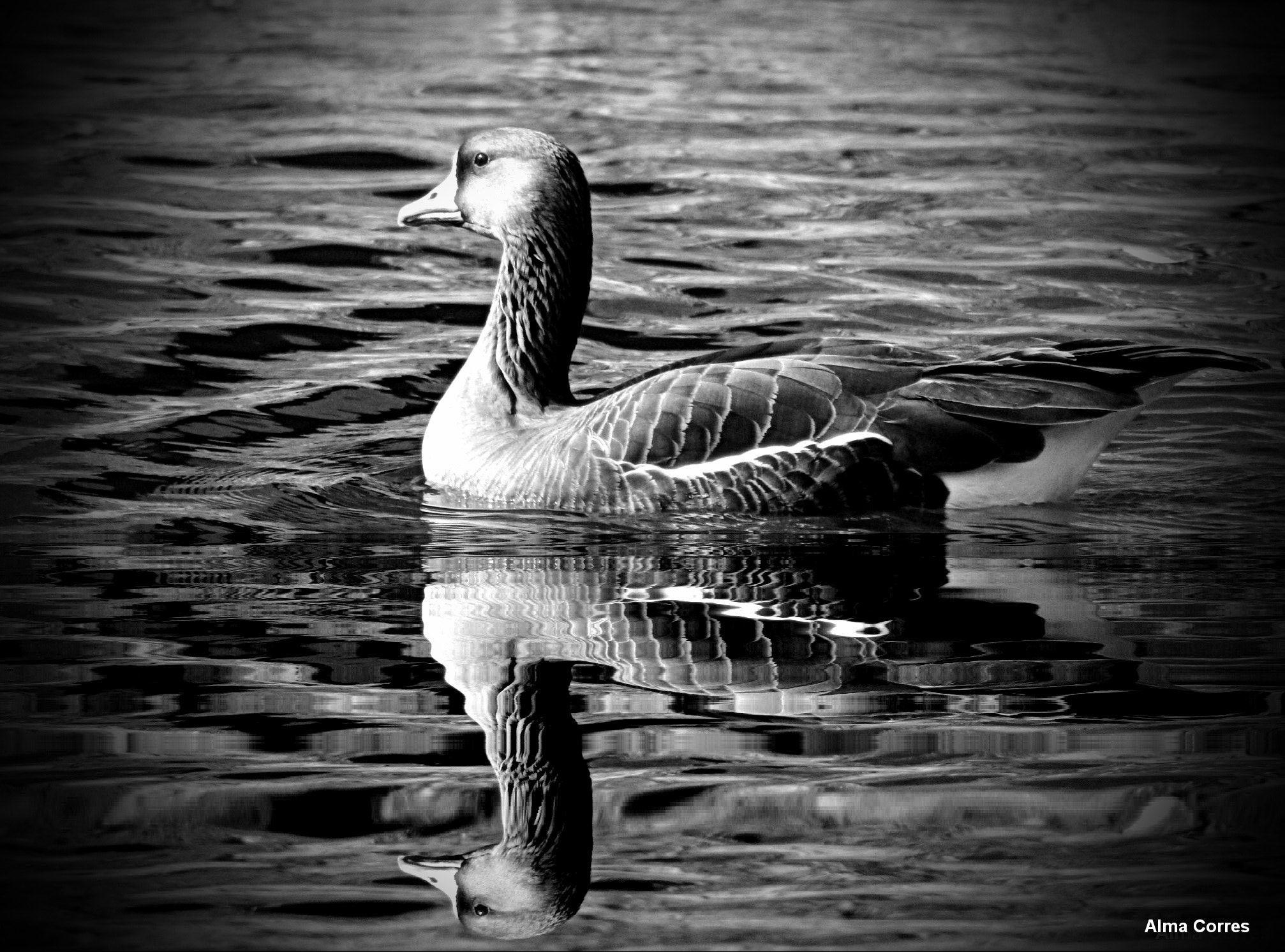 Canon EF 75-300mm f/4-5.6 USM sample photo. Beautiful duck photography