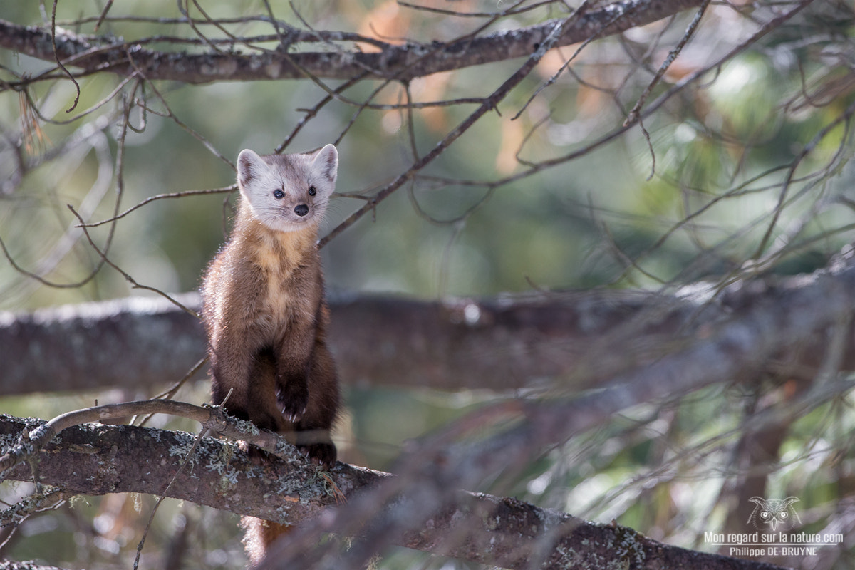 Canon EF 500mm F4L IS USM sample photo. Curiosity photography