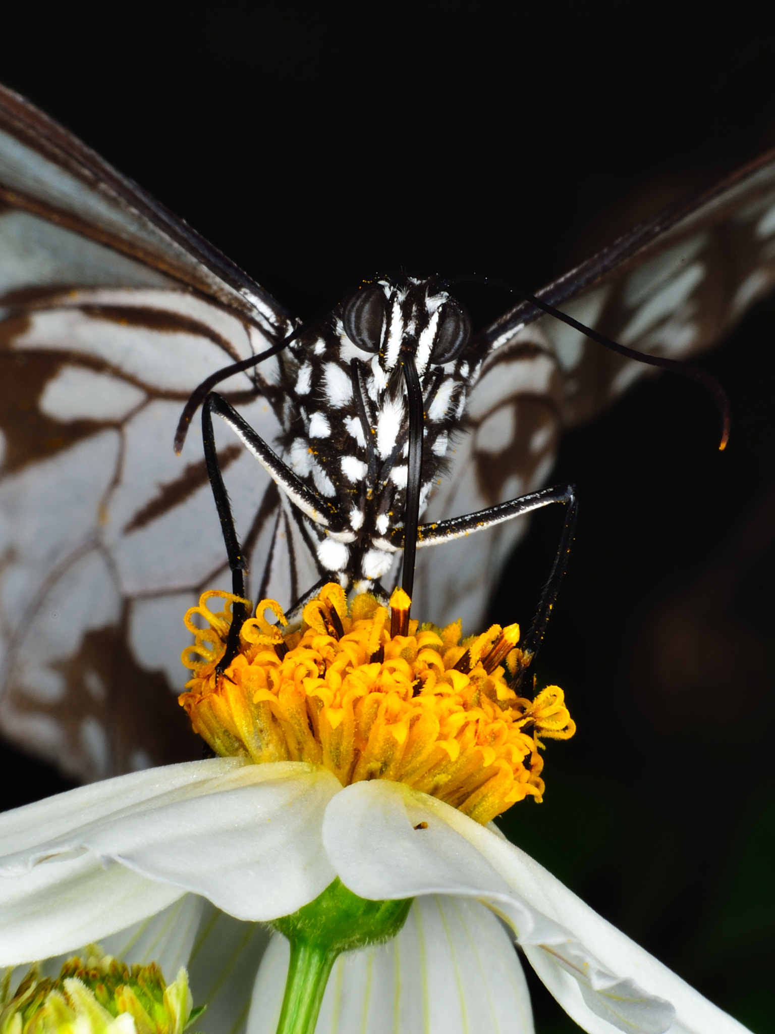 Nikon D800E sample photo. Juicy photography