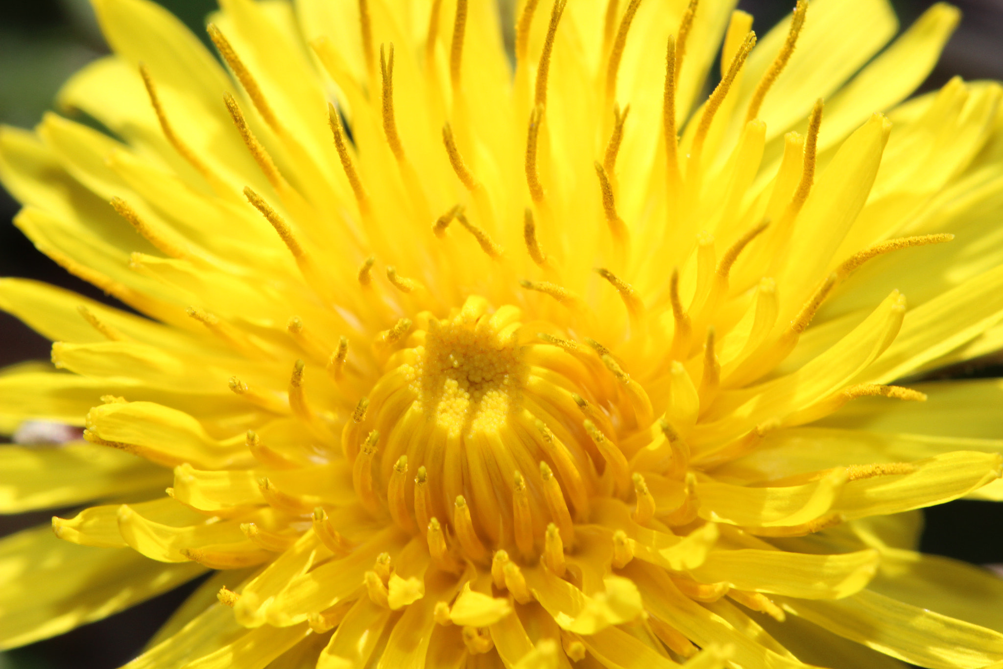 Canon EF 100mm F2.8 Macro USM sample photo. Yellow dandelion photography