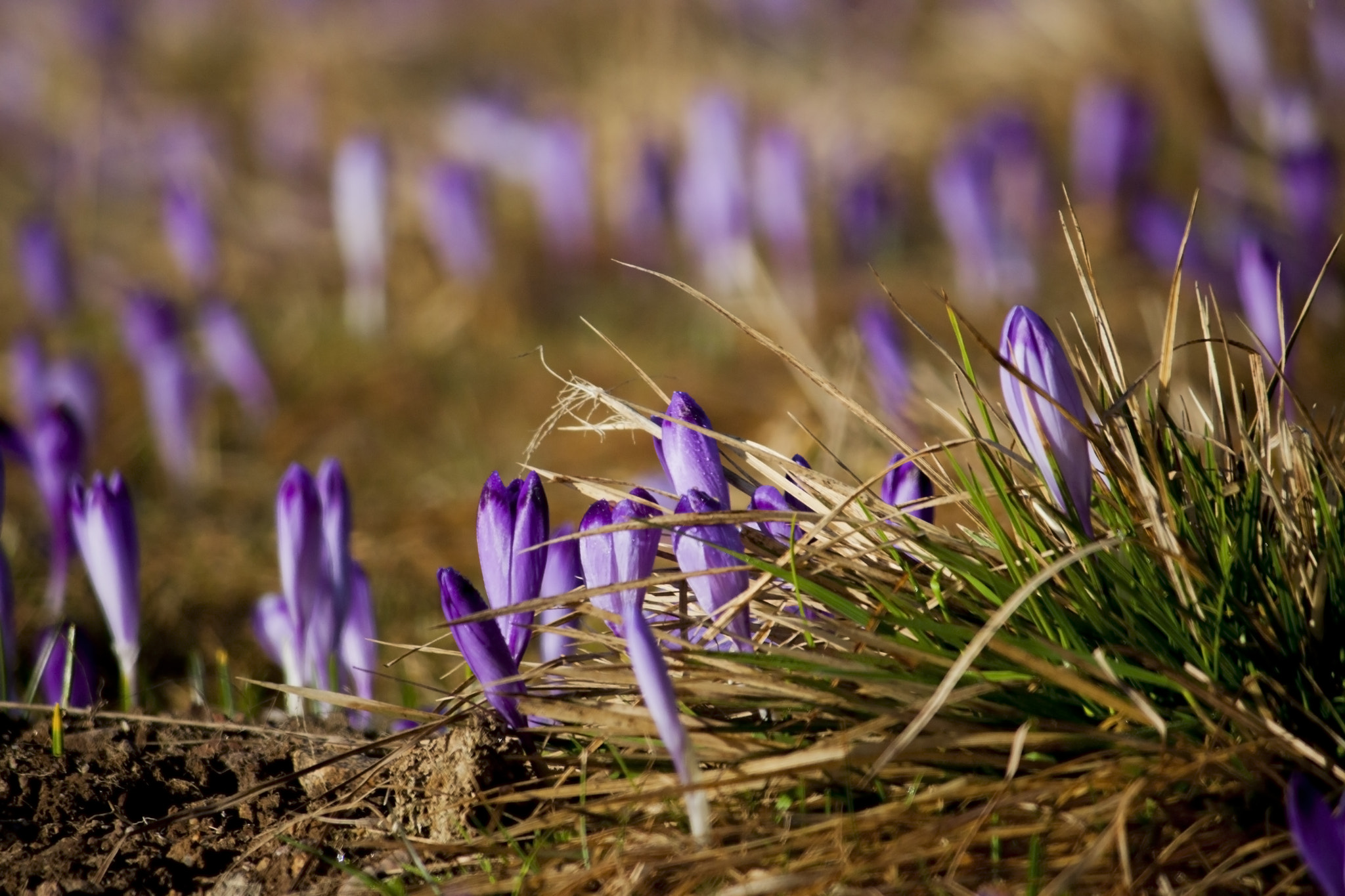 Canon EF-S 55-250mm F4-5.6 IS II sample photo. Blooming crocuses in the morning photography