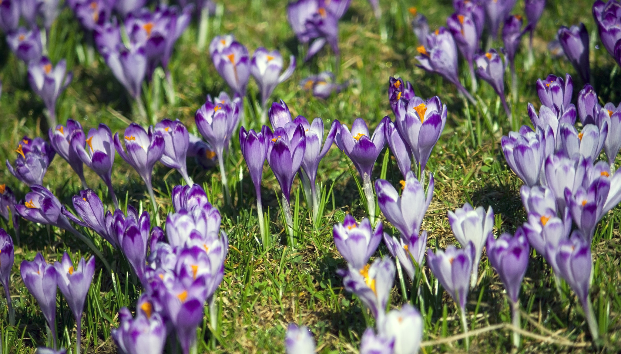 Canon EF-S 55-250mm F4-5.6 IS II sample photo. Blooming crocuses in the morning photography