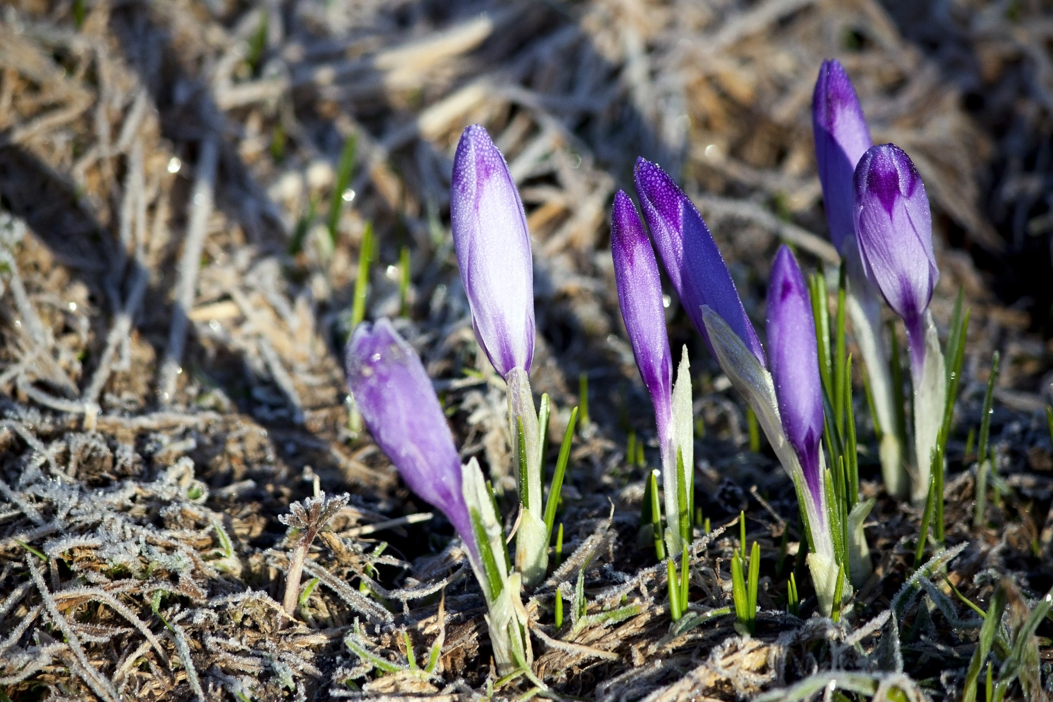 Canon EF-S 55-250mm F4-5.6 IS II sample photo. Blooming crocuses in the morning photography