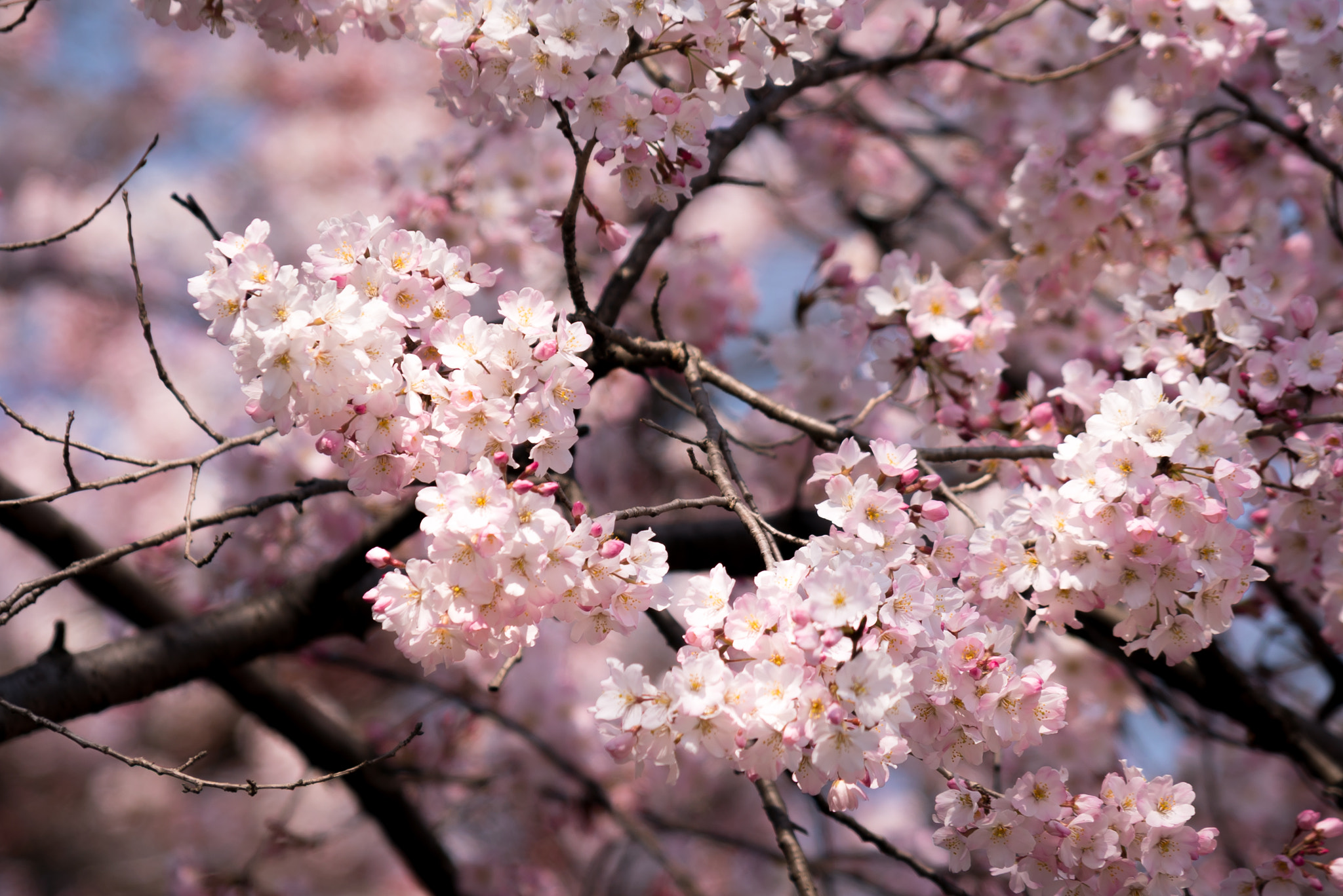 Sony a7S II sample photo. Cherry blossoms お花見, tokyo 2017 photography