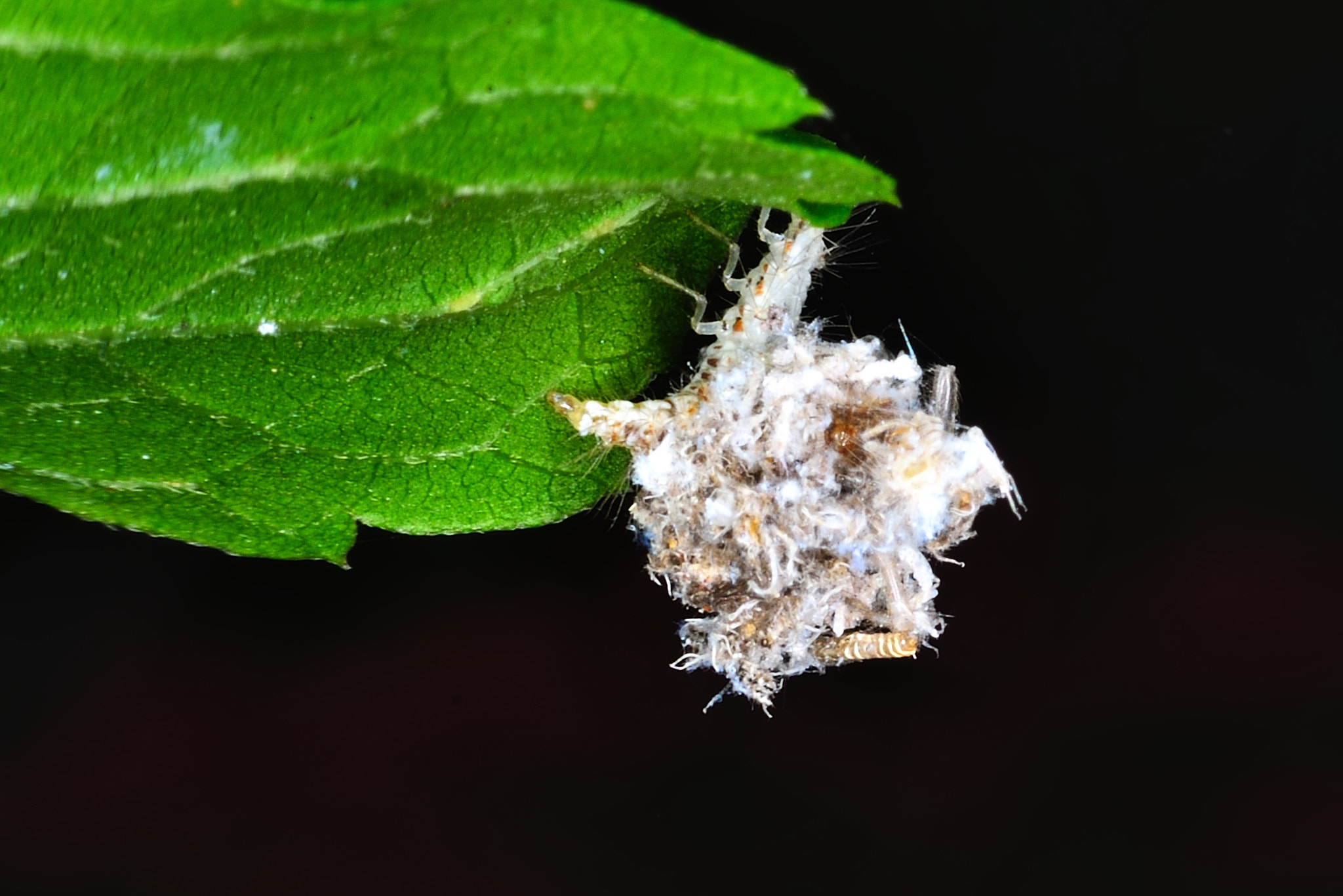 Nikon D800E sample photo. Collector photography